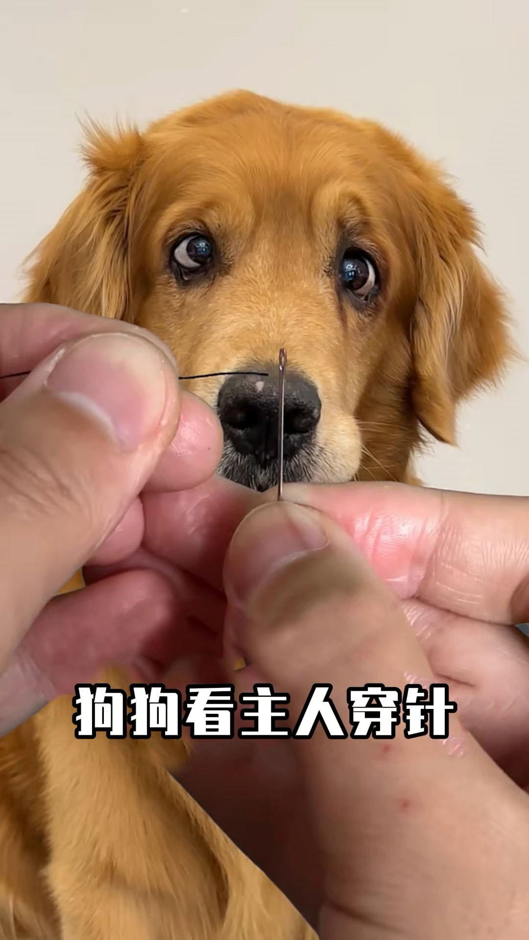 主人穿针给狗狗看成了斗鸡眼