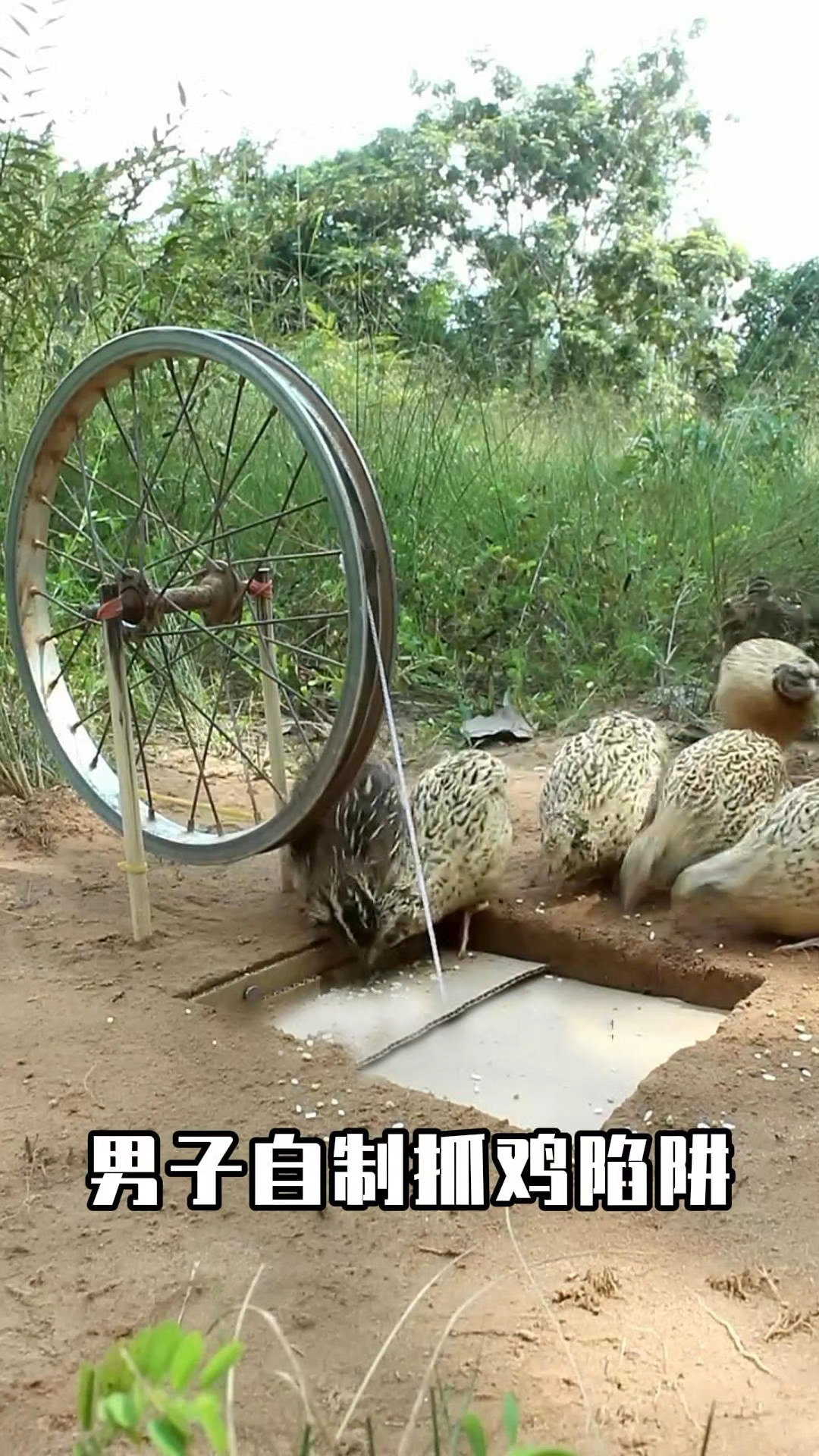 男子自制陷阱抓小鸡,小鸡成功入坑