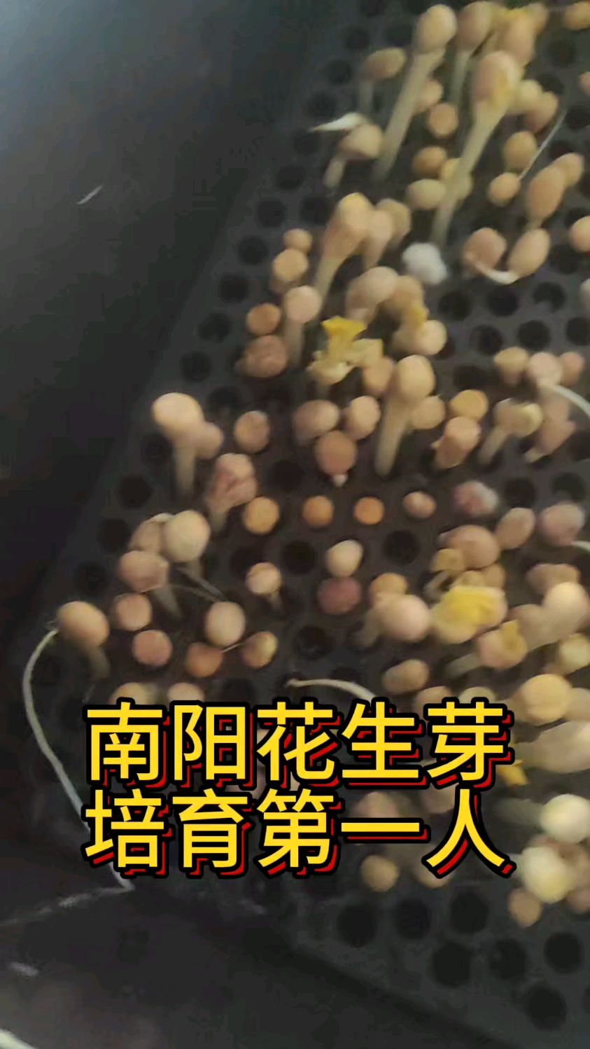 花生芽菜你吃过了吗?