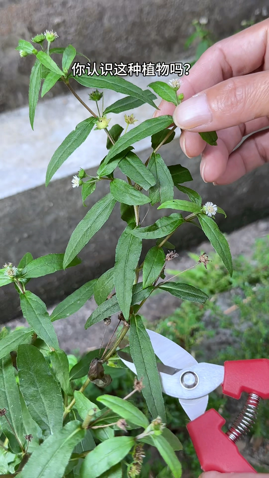 农村人采摘墨菜,它的汁液像墨水,古人拿它给白布染色