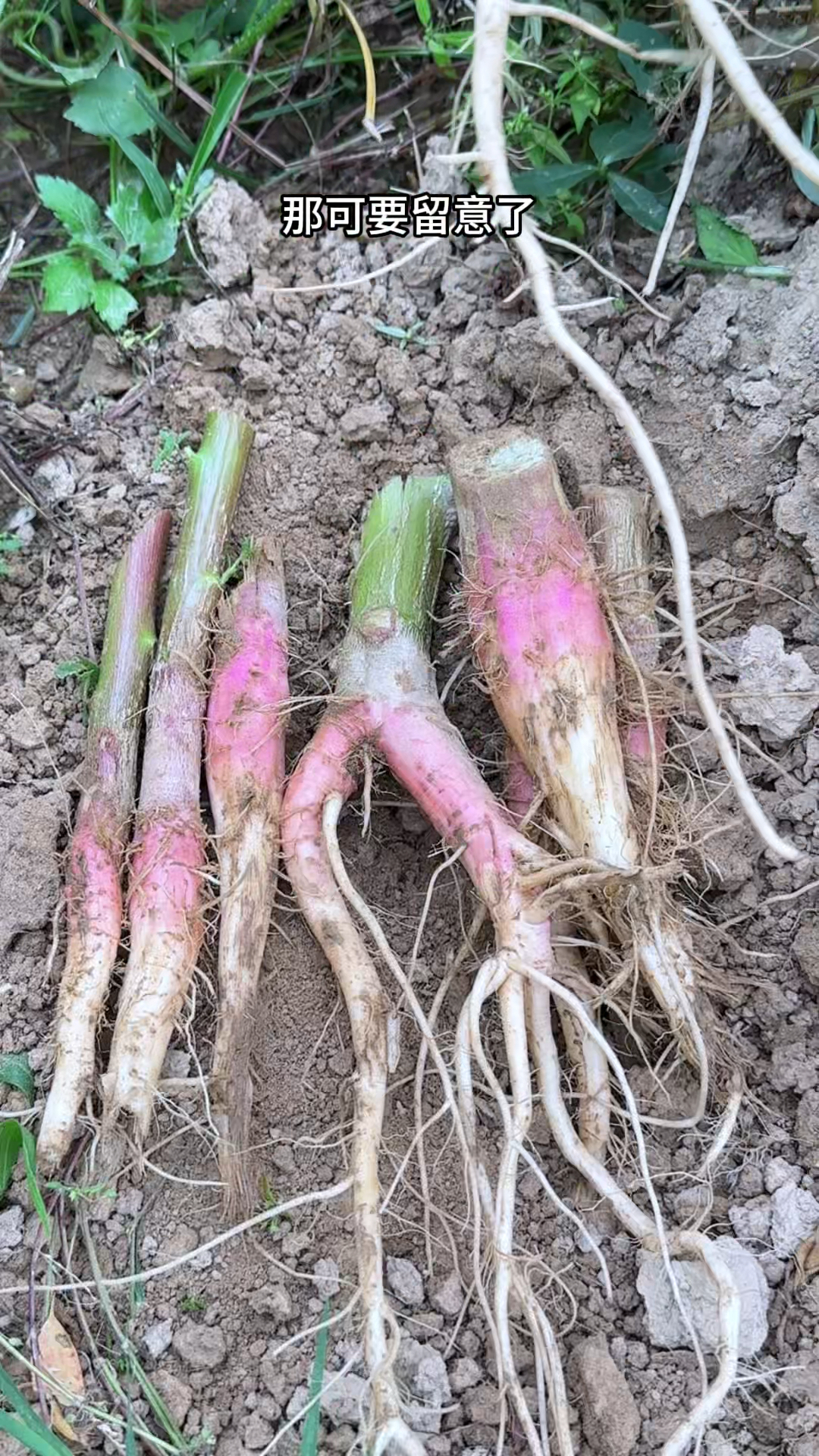 见过刺苋菜吗?带刺的茎,红色的根,农村人在河边挖采它
