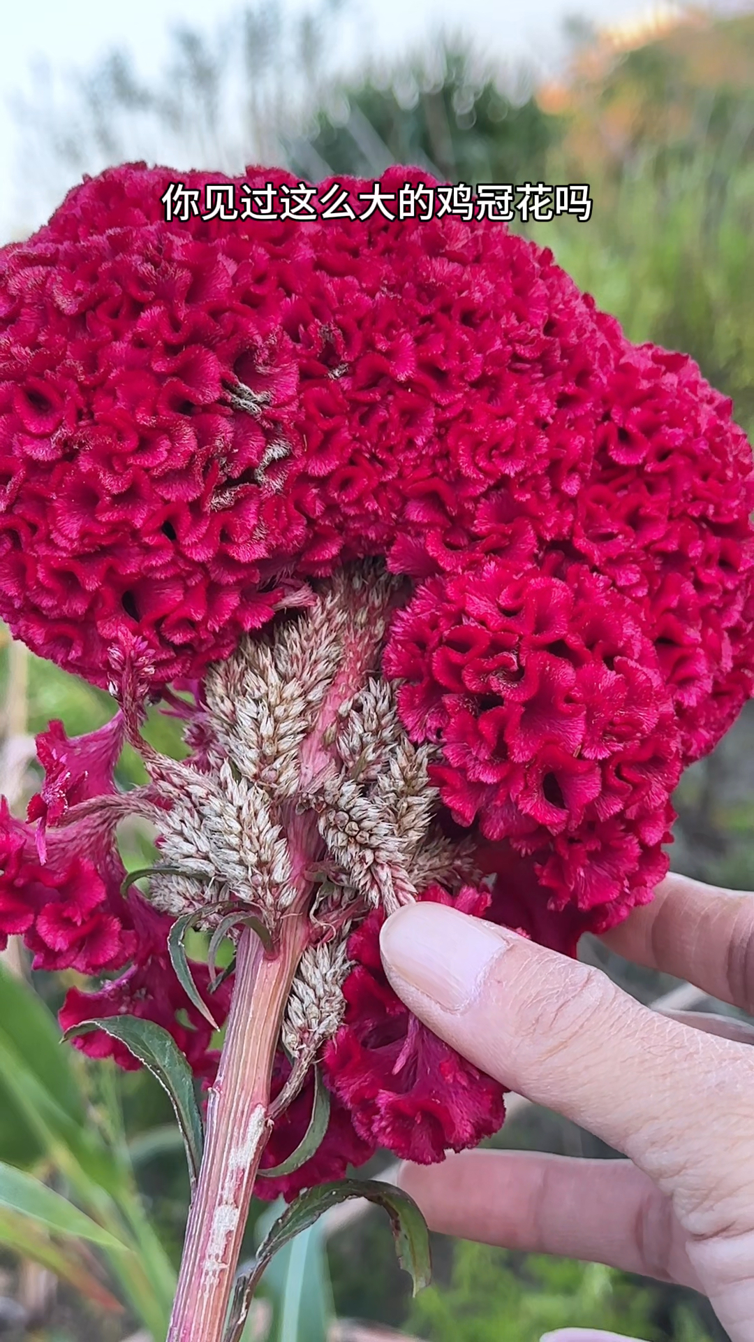 认识鸡冠花吗?花朵鲜艳似玫瑰,农村人在秋天收采它的花朵