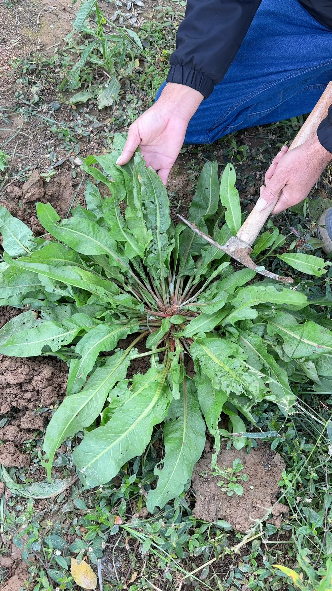 你见过野菠菜吗?叶子翠绿且宽大,农村人在河边采挖野菠菜