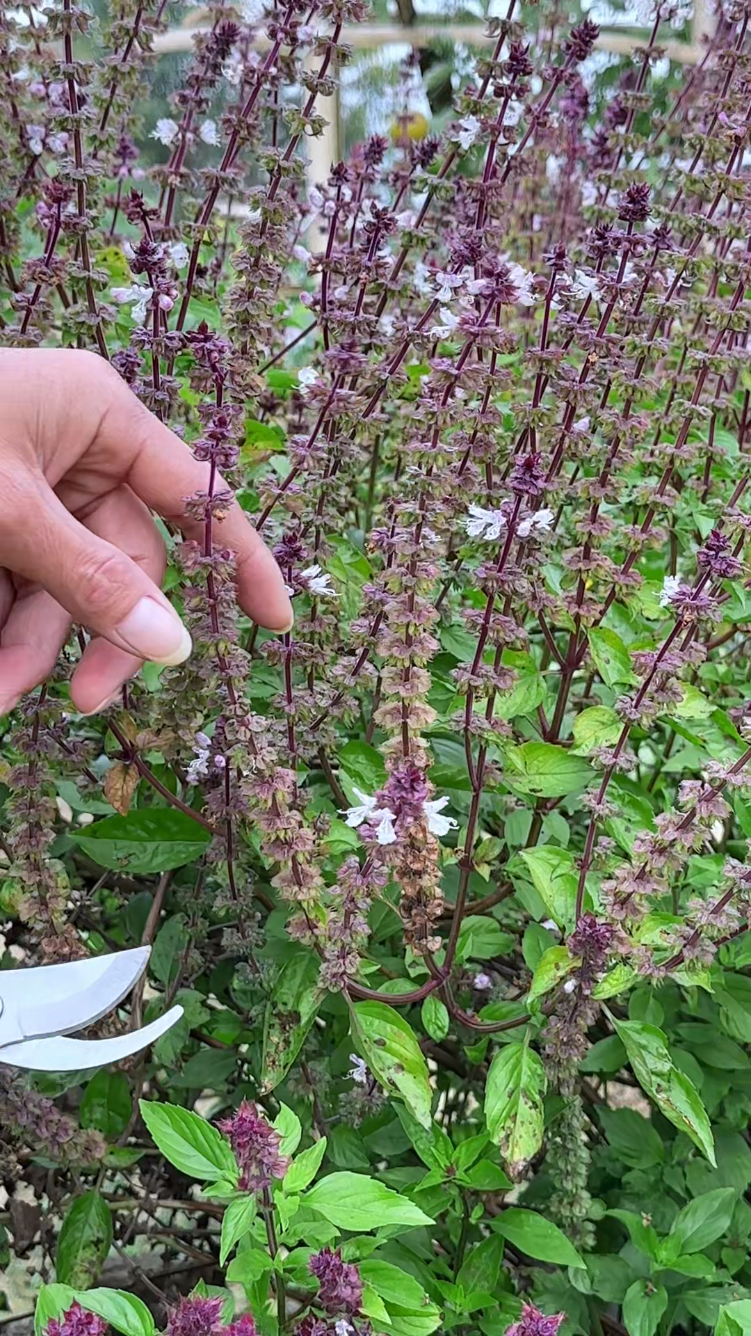 鱼香菜,全株香气浓郁,你认识它吗?农村人采摘鱼香菜的花朵