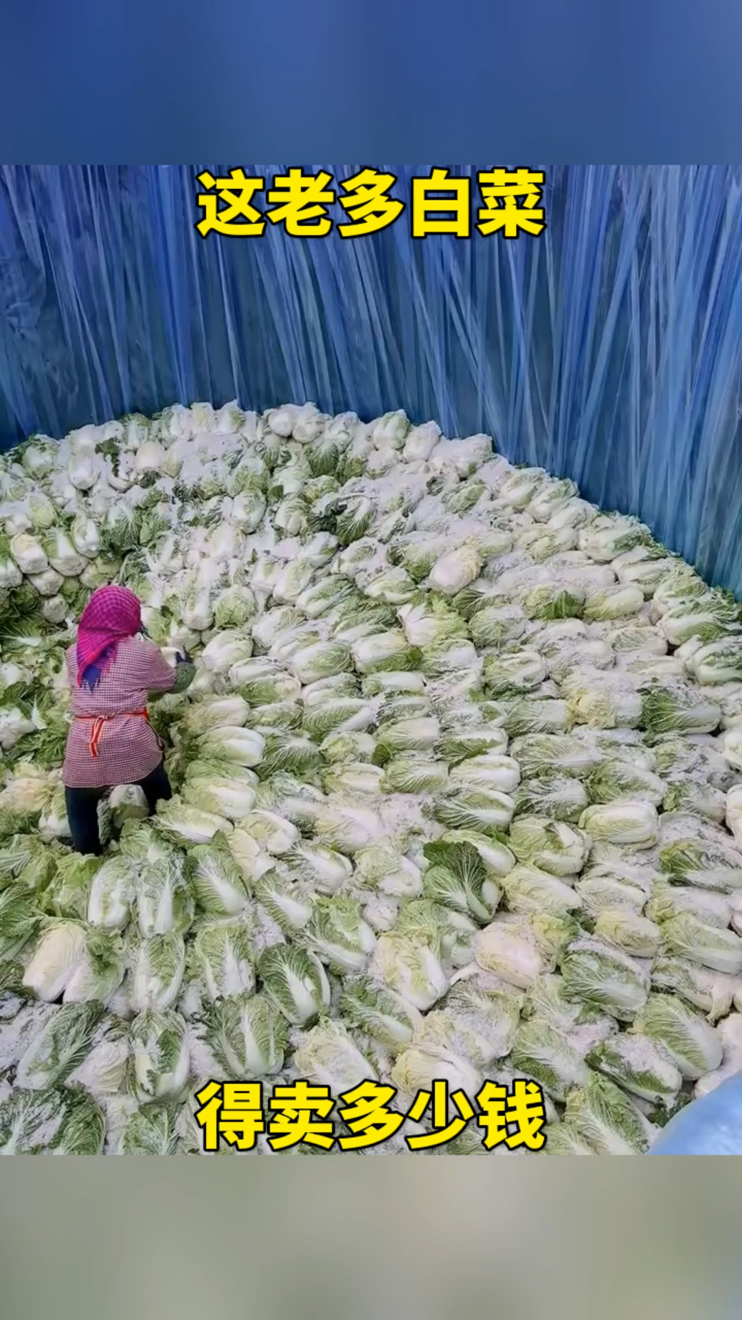 这老多白菜,得卖多少钱