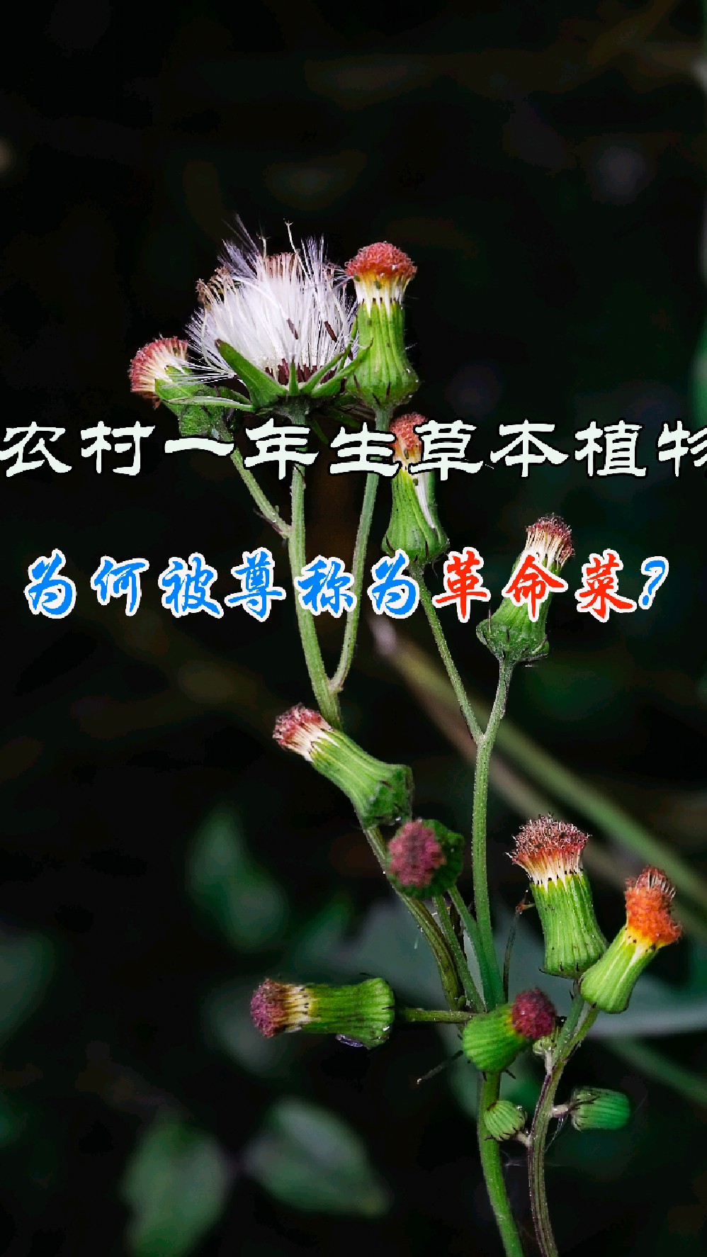 农村一年生草本植物,为何被尊称为革命菜?充满红色记忆的生物