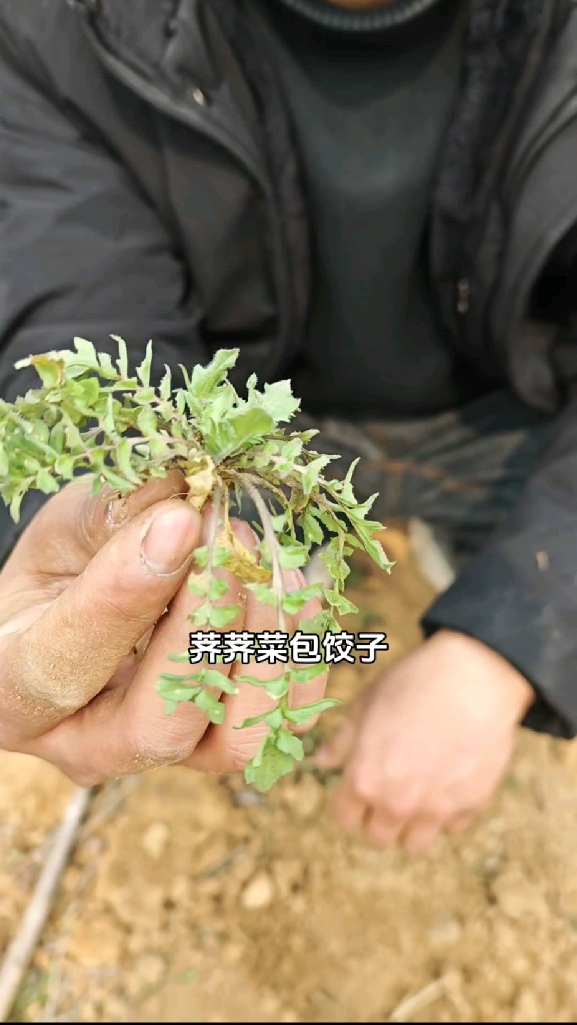 挖荠菜,春天是挖野菜的时候