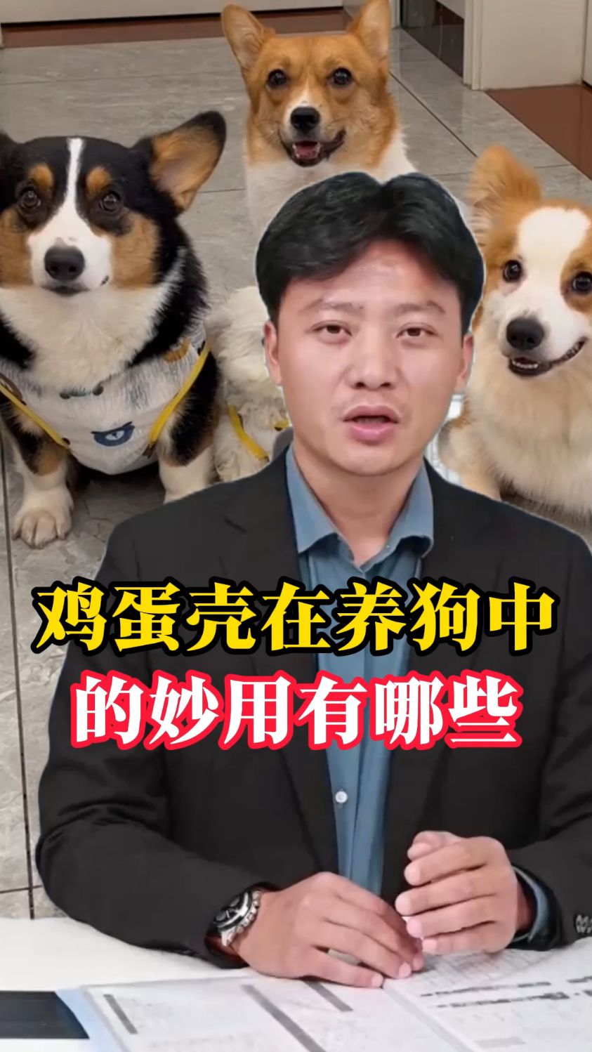 鸡蛋壳在养狗中的妙用有哪些