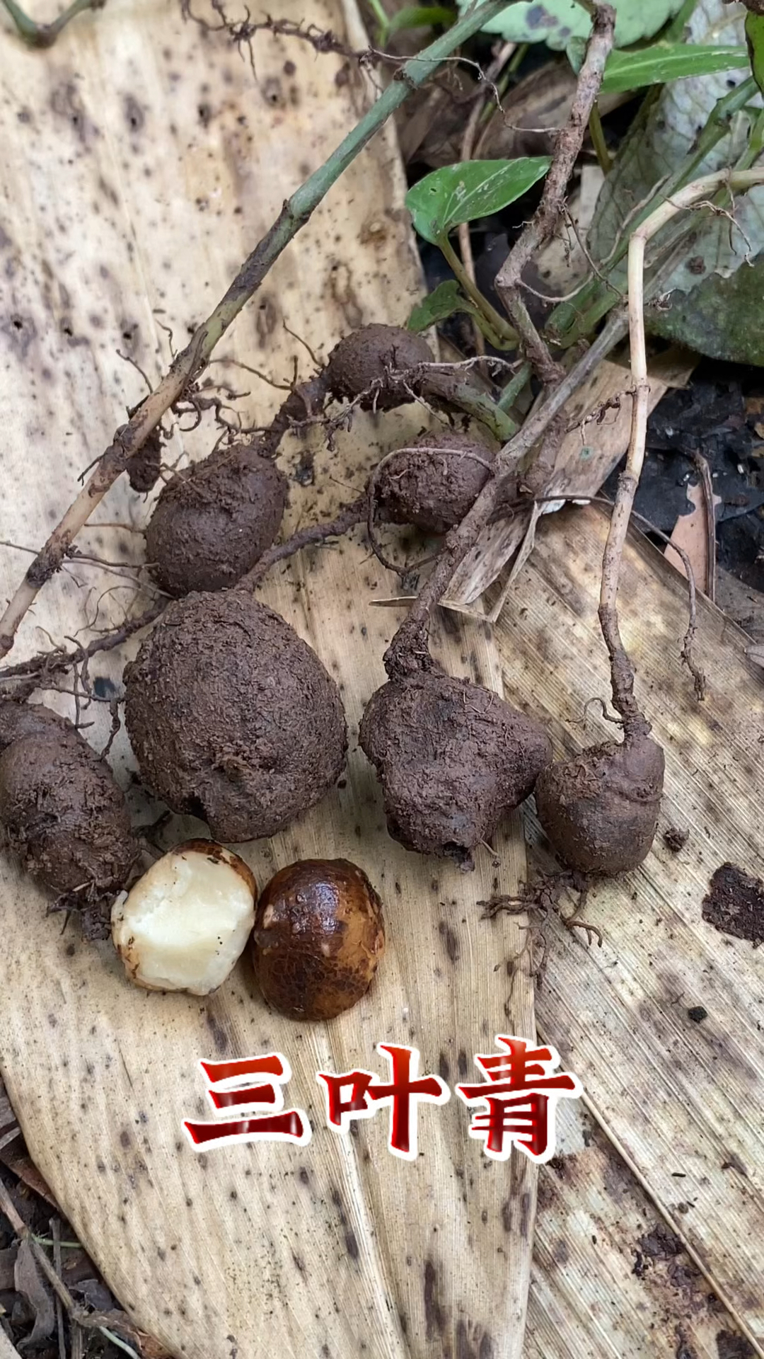 三叶青喜欢长在什么地方呢?