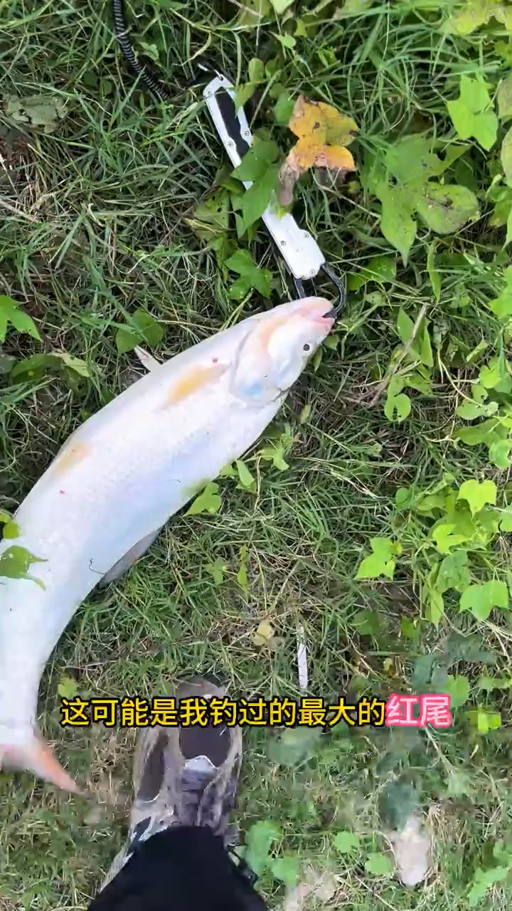 猜猜这条红尾有多大