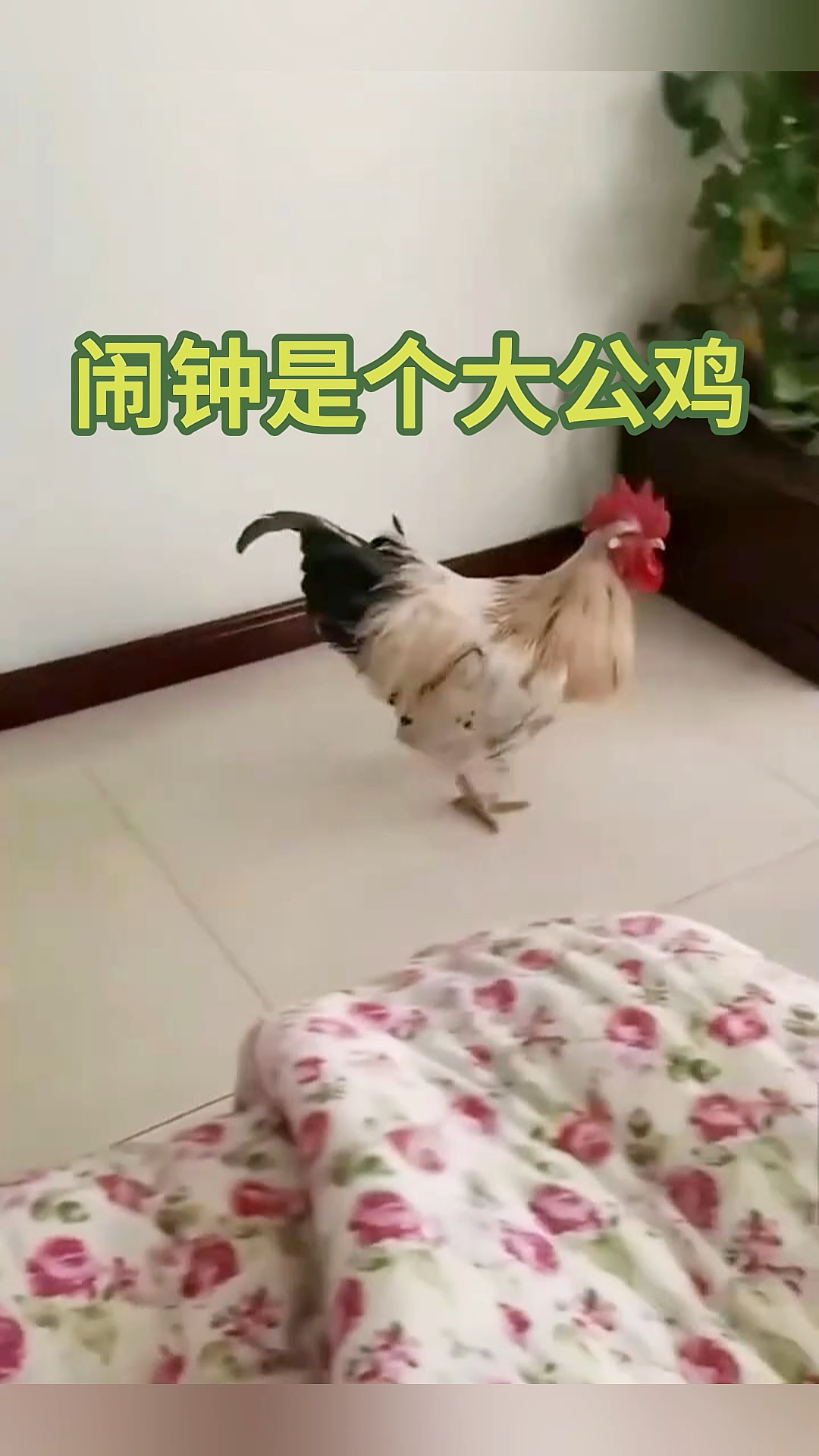 闹钟是个大公鸡我,已经成为家庭的一员