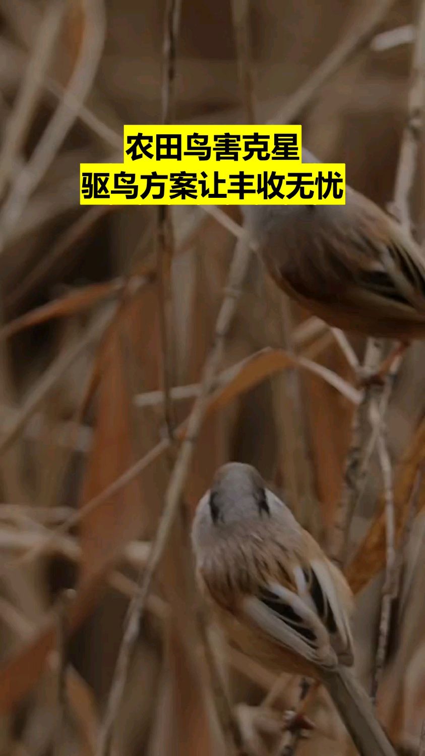 拌种驱鸟剂 野鸡野兔麻雀白头翁乌鸦老鸹老鼠等不扣种子不吃幼苗