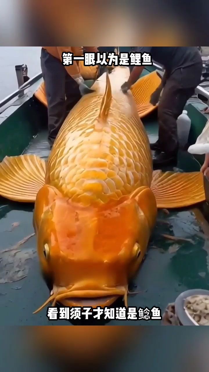 第一眼以为是鲤鱼,看到须子才知道是鲶鱼