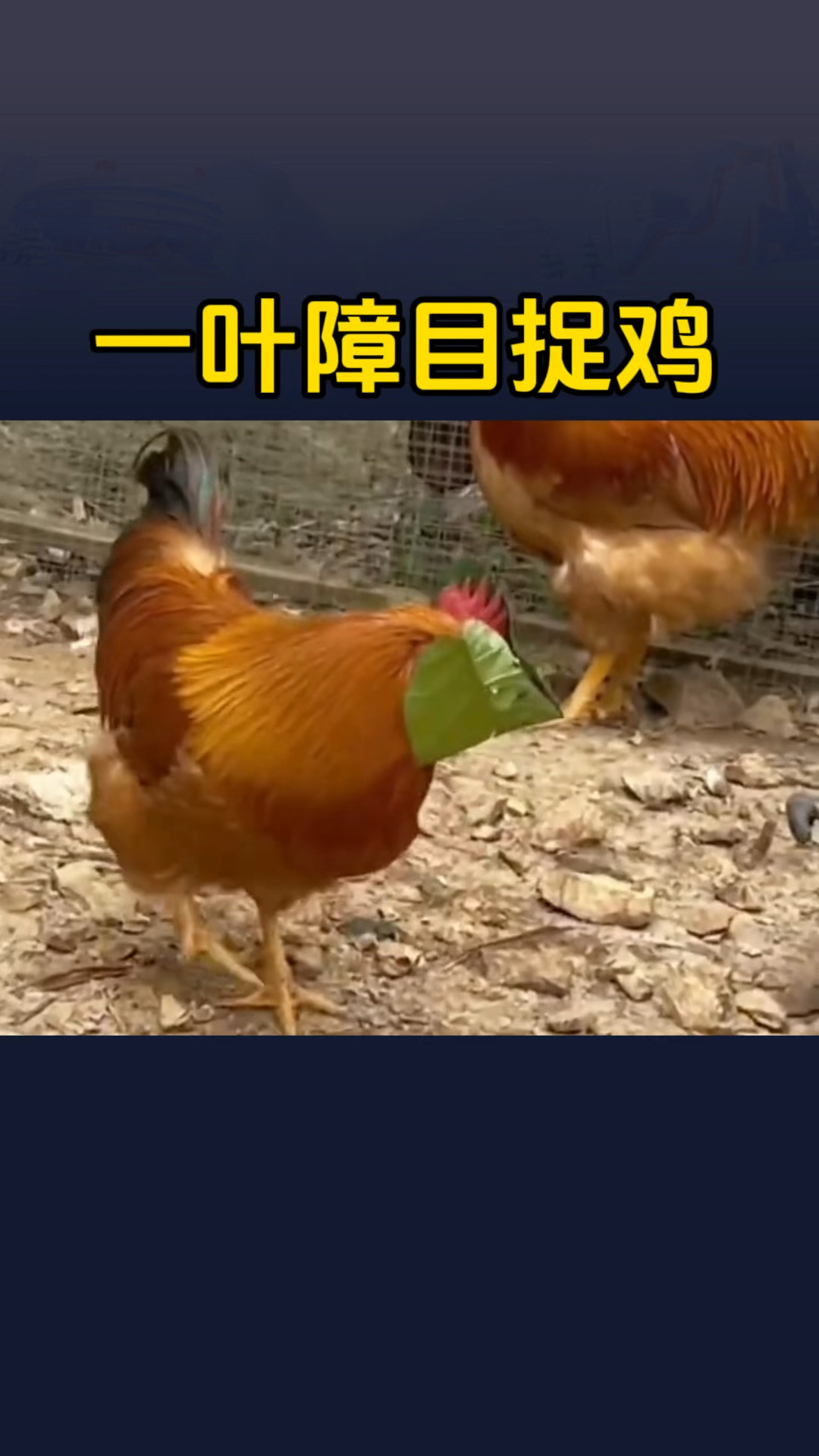 一叶障目捉鸡绝技