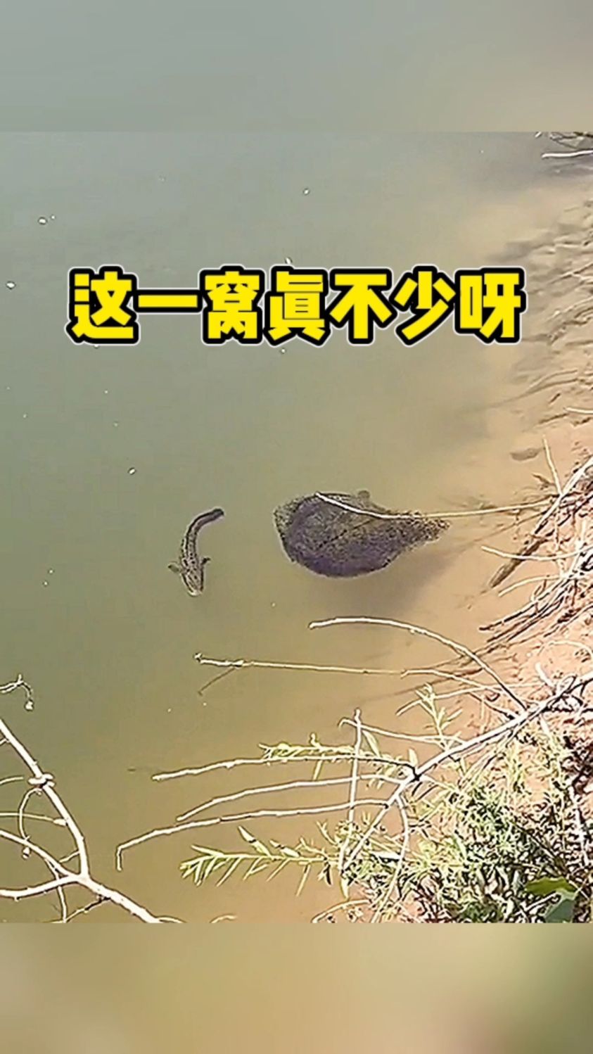 这一窝真不少呀哈哈