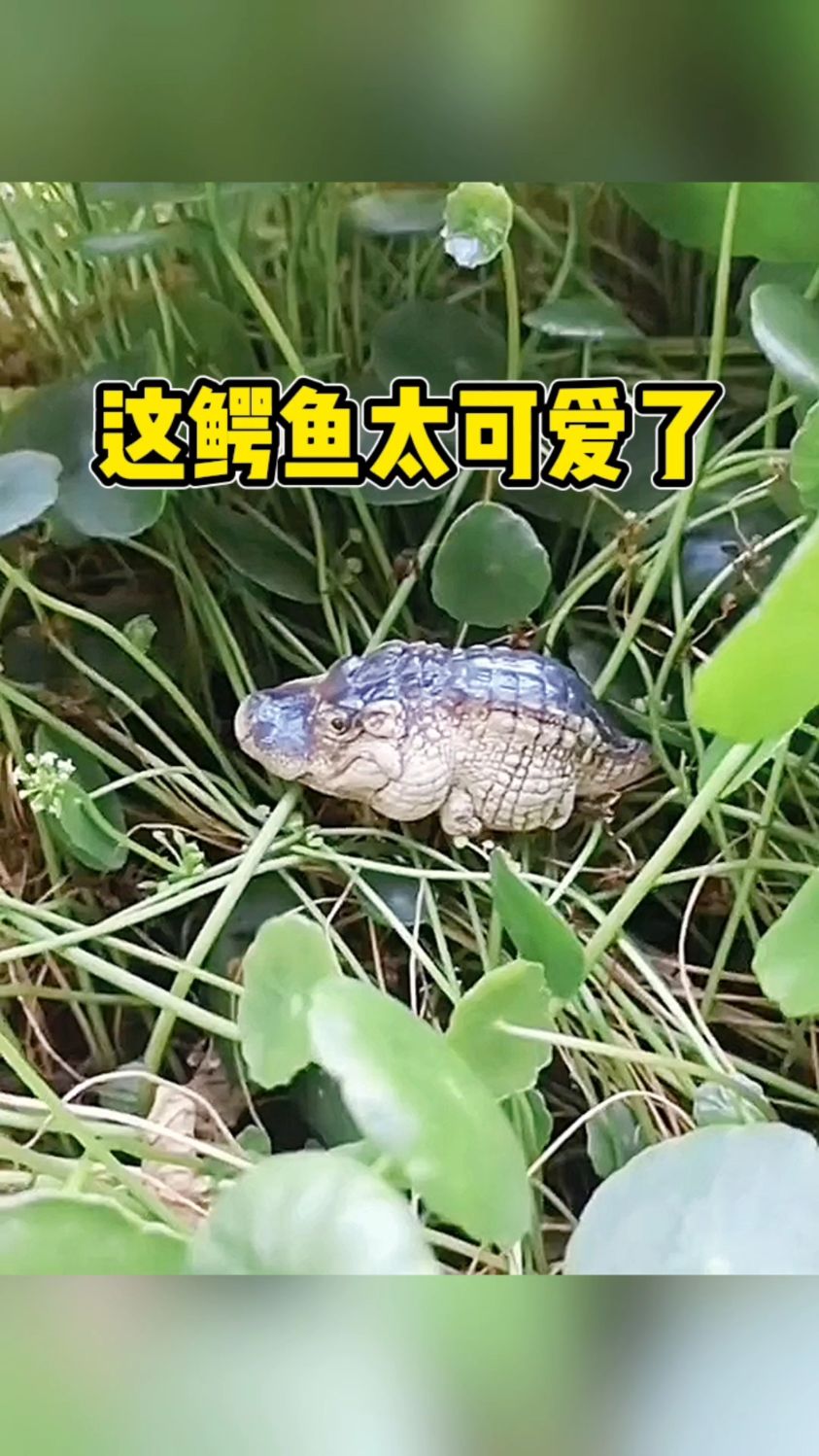 这鳄鱼太可爱了吧