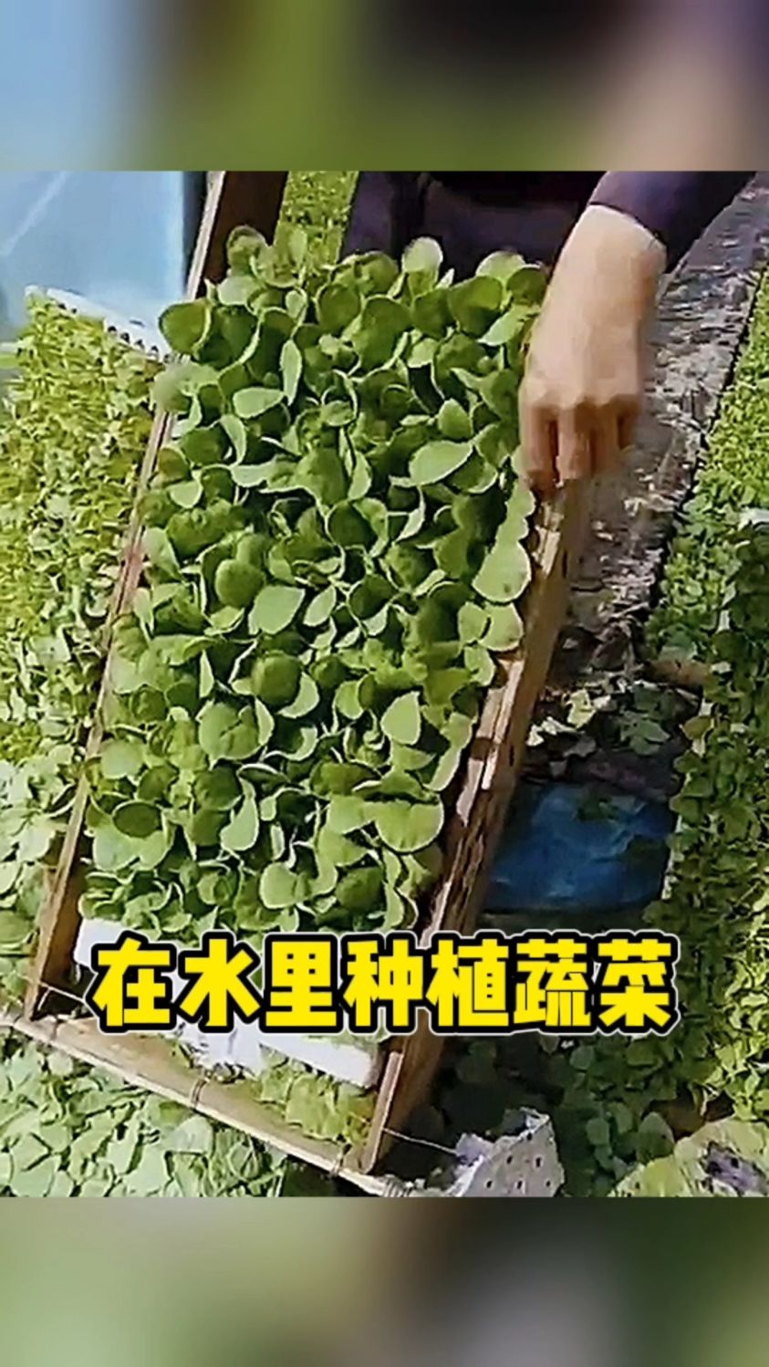 在水里种植蔬菜的