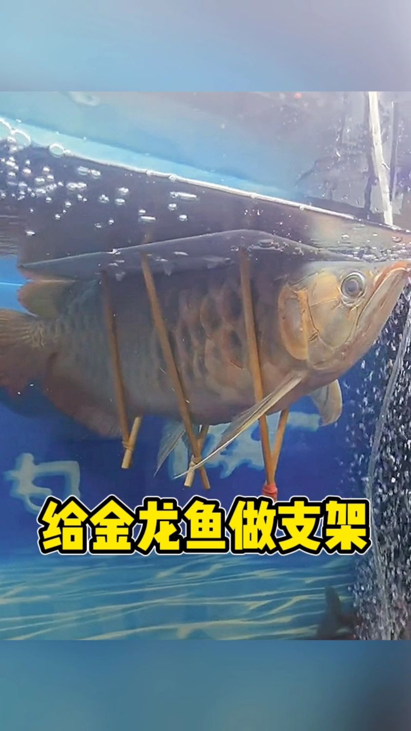 给金龙鱼做支架了