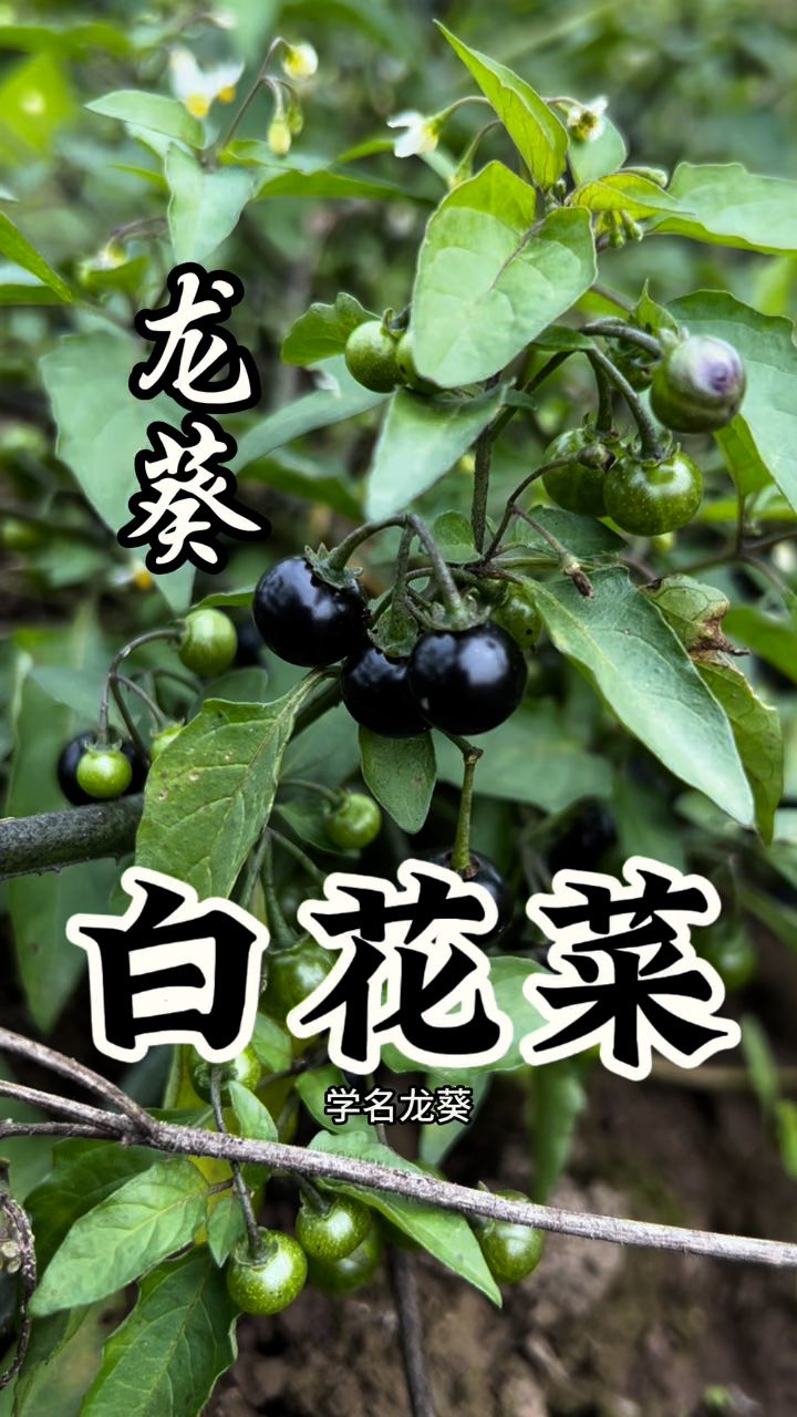 白花菜也叫龙葵,这个夏天来一碗白花菜鸡蛋汤比肉都香,