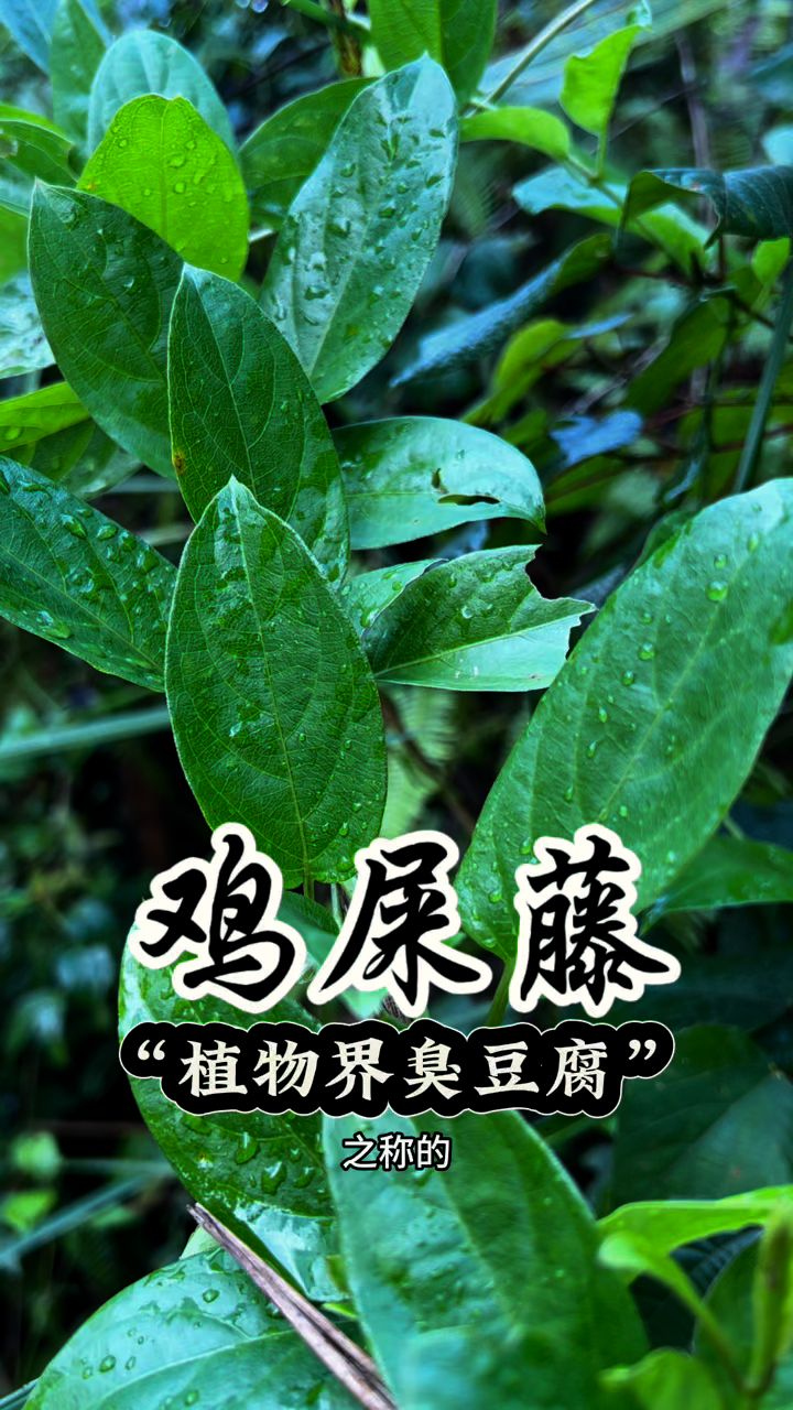 植物界臭豆腐之称的鸡屎藤,用它做出来的美味居然这么好吃