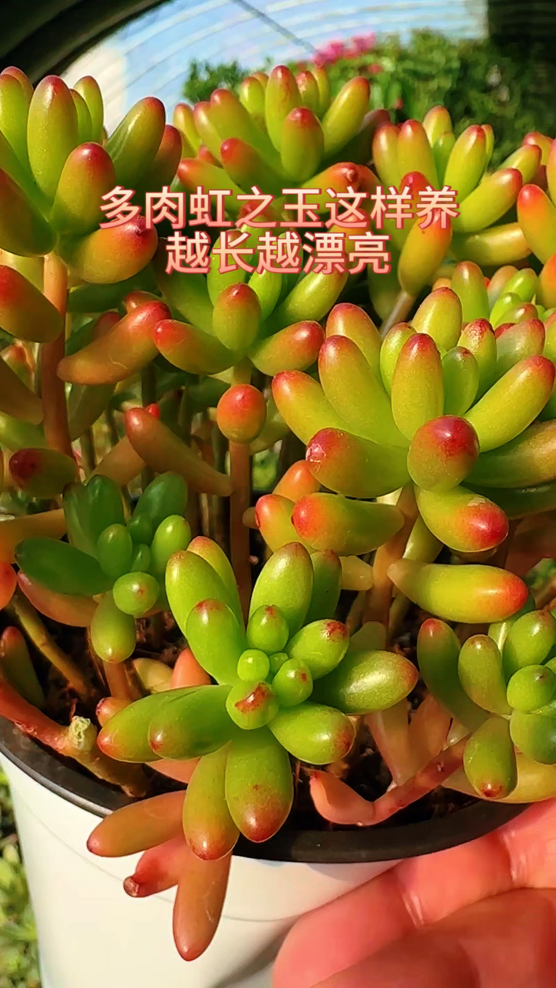 多肉虹之玉这样养越长越漂亮