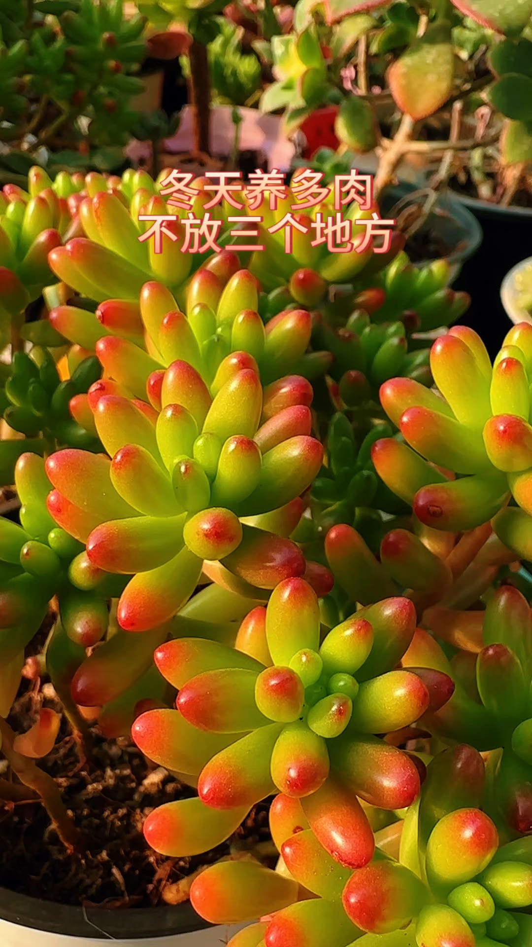 冬天养多肉不放三个地方