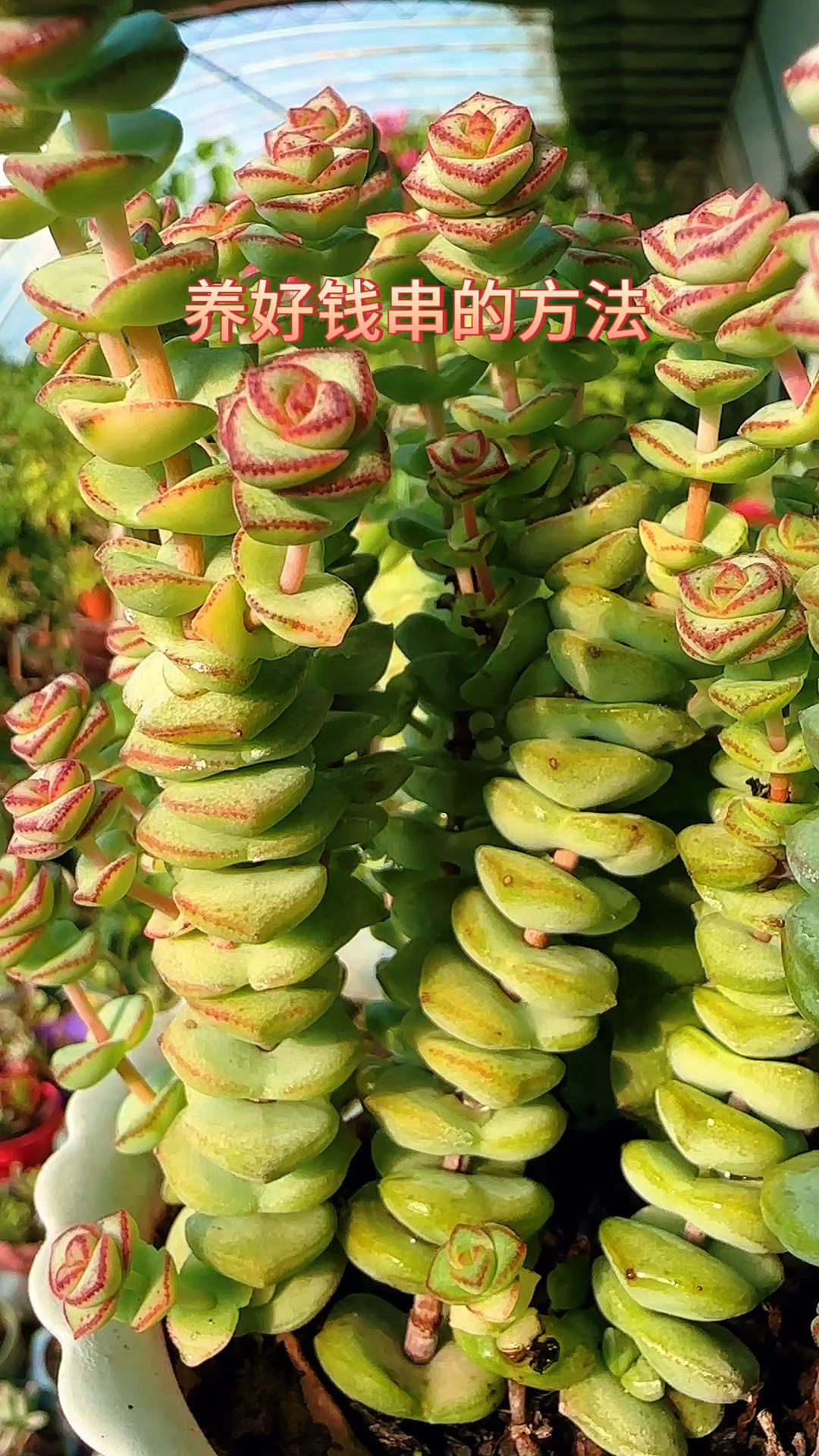 养好多肉钱串的方法