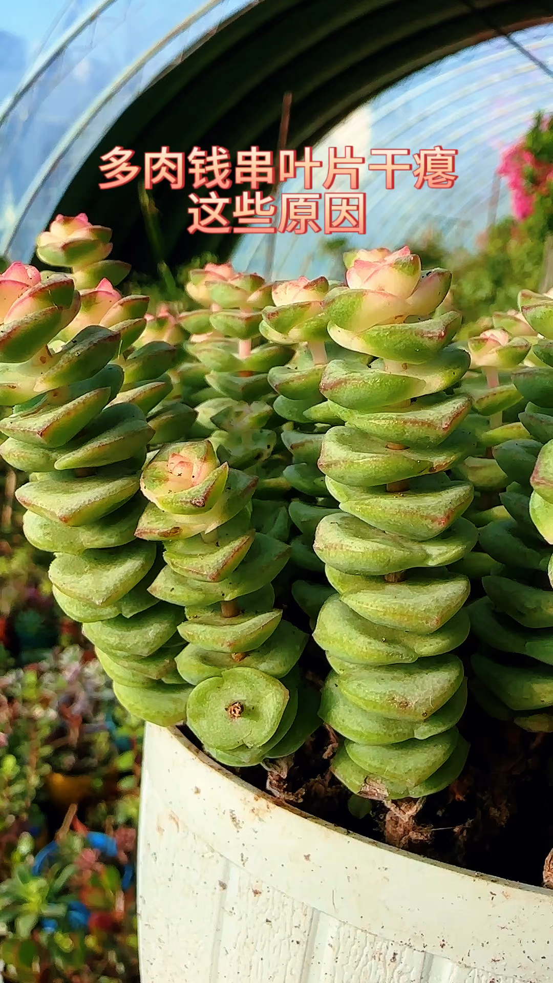 多肉钱串叶片干瘪的原因