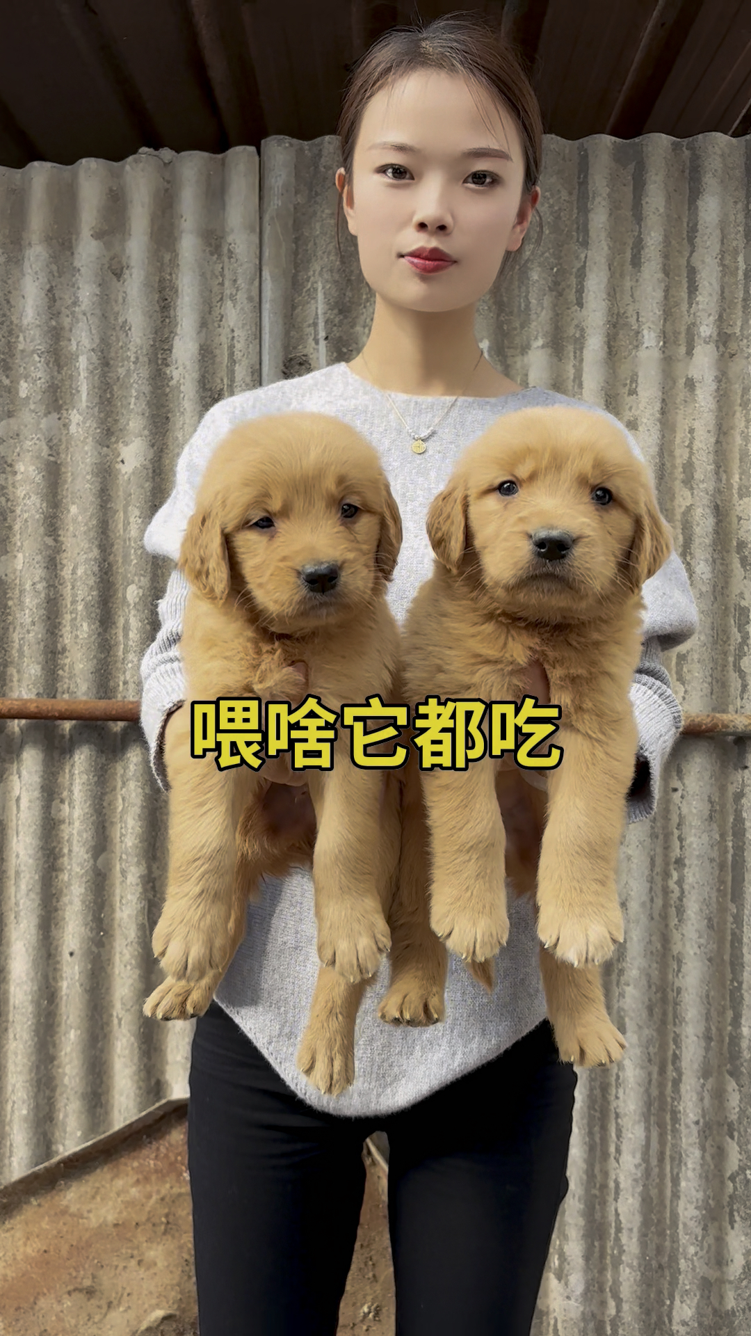 「金毛」喂剩饭剩菜长大的金毛