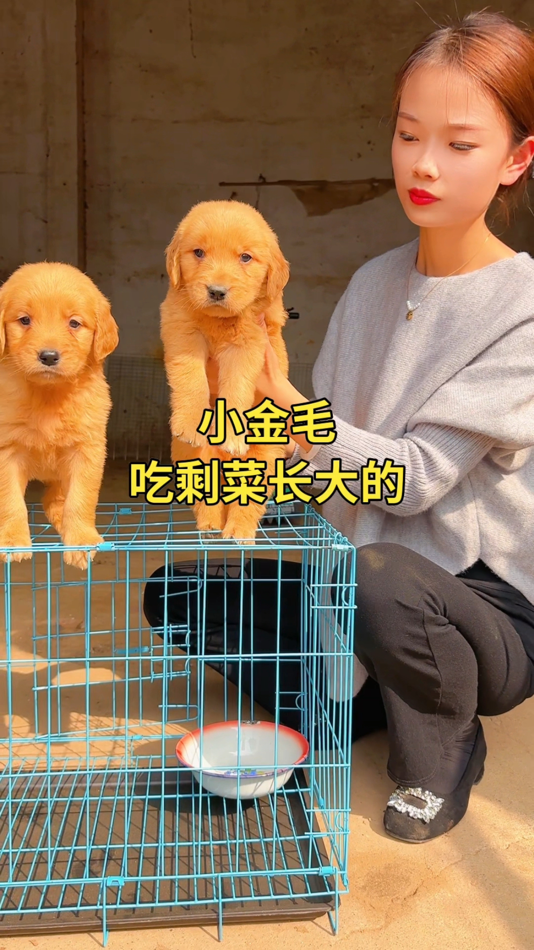 「金毛」吃剩菜长大的,小狗不挑食,能吃能喝的