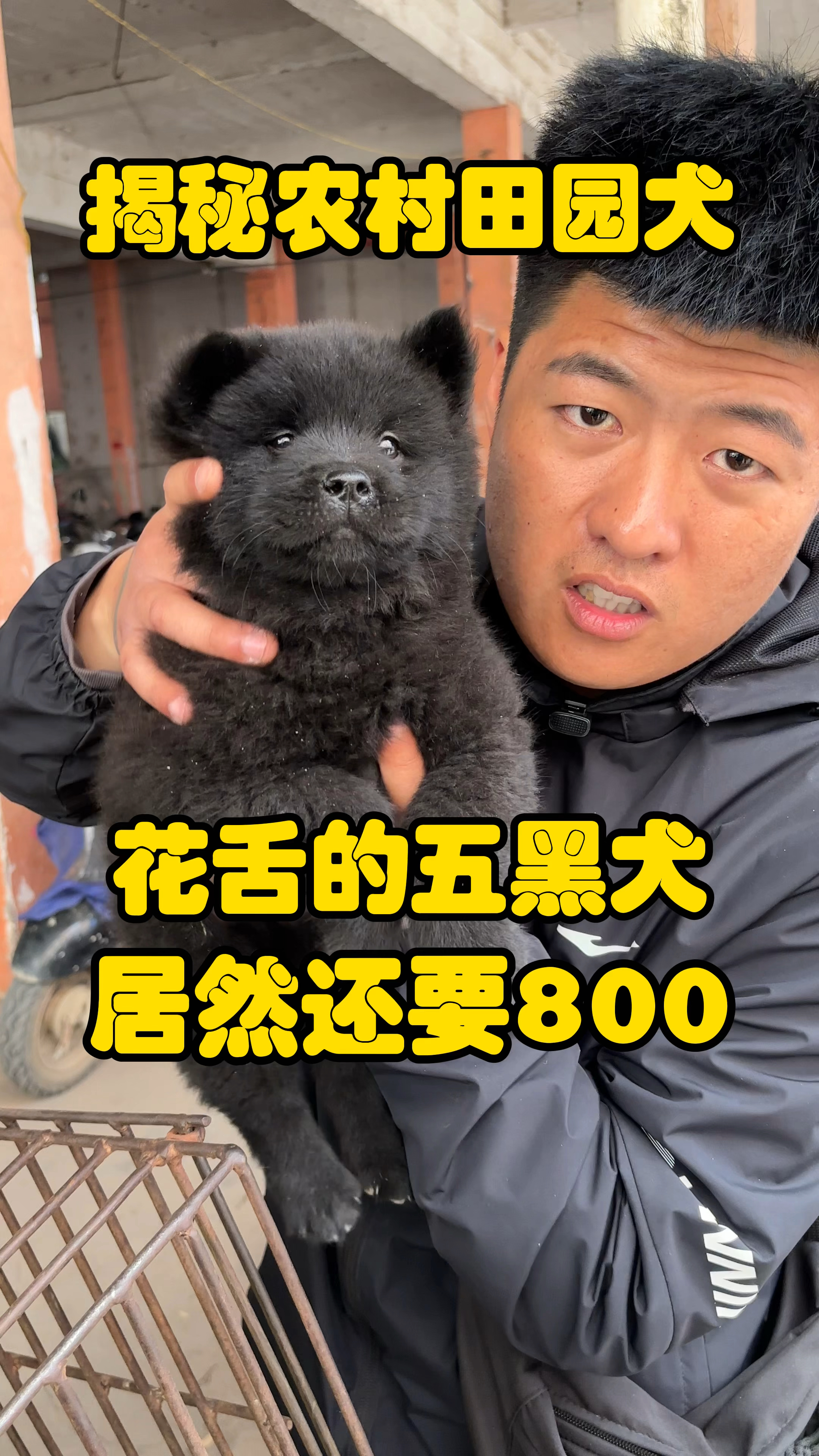 阿潘揭秘广西田园犬抓住了一只五黑犬没想到打开嘴巴居然是花舌头