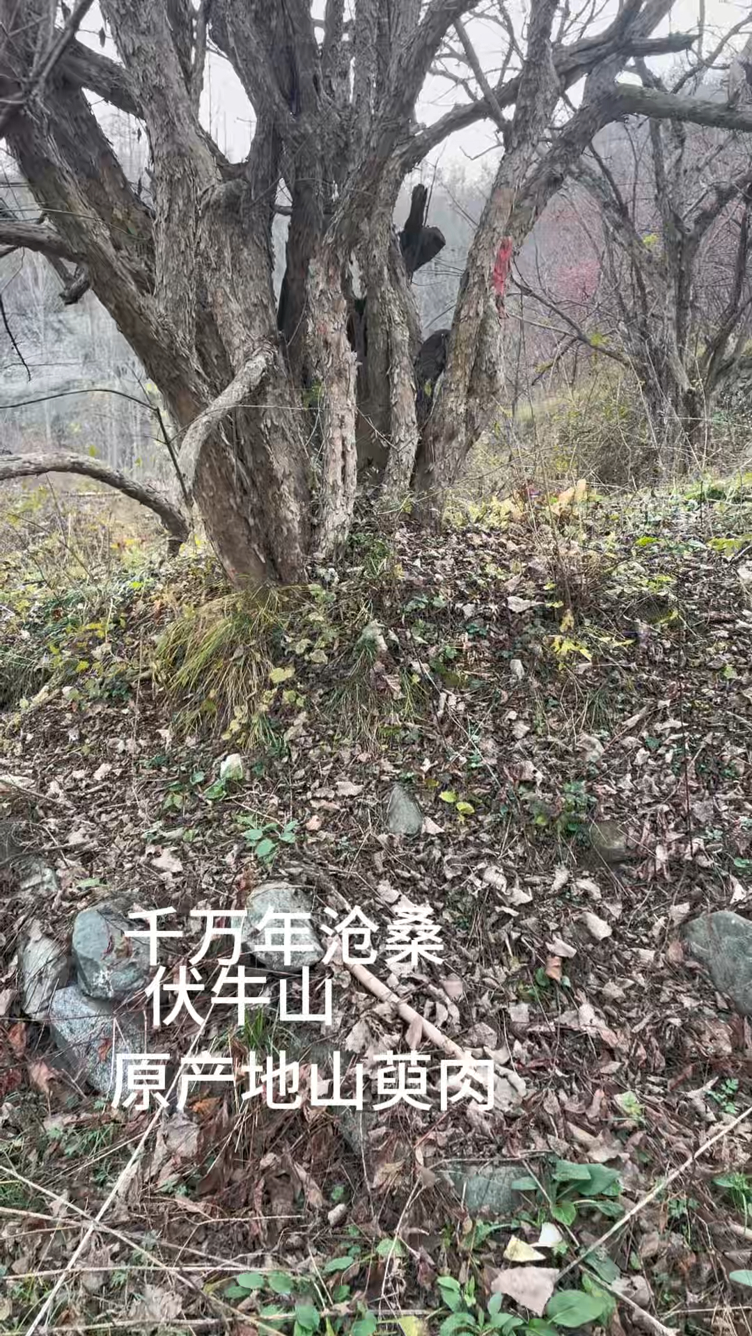 你们谁见过这么大的山萸肉树