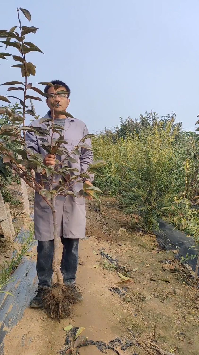 巧克力脆甜柿子树,适合庭院种植,无需脱涩直接食用