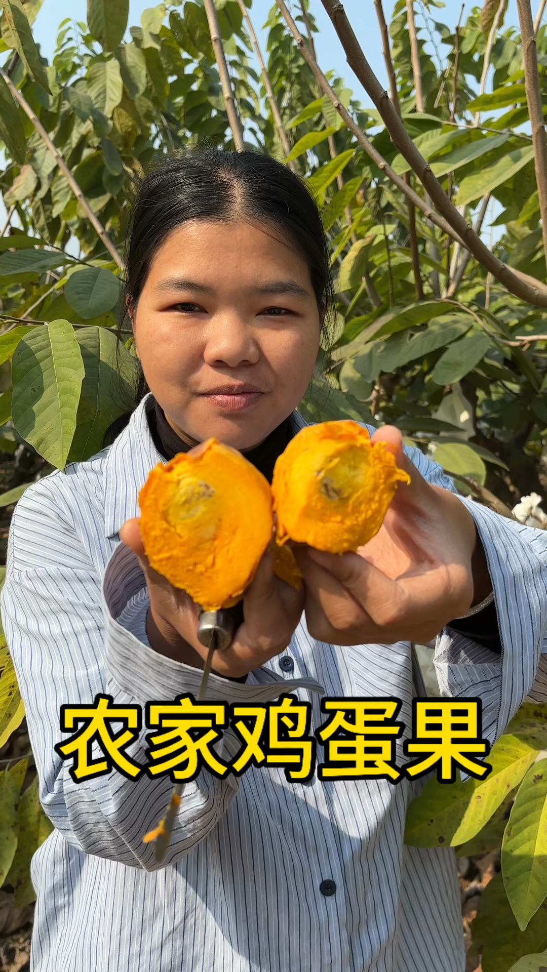 鸡蛋都吃过,鸡蛋果有没有见到过#水果#自家果园