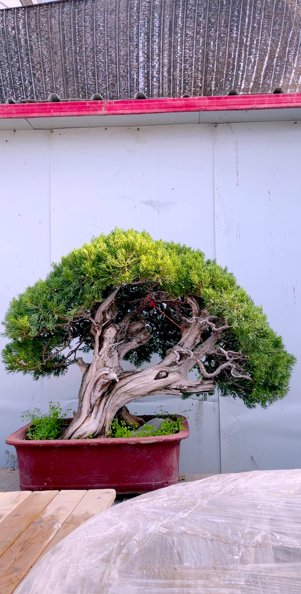 精品大蘑菇顶一桩过万