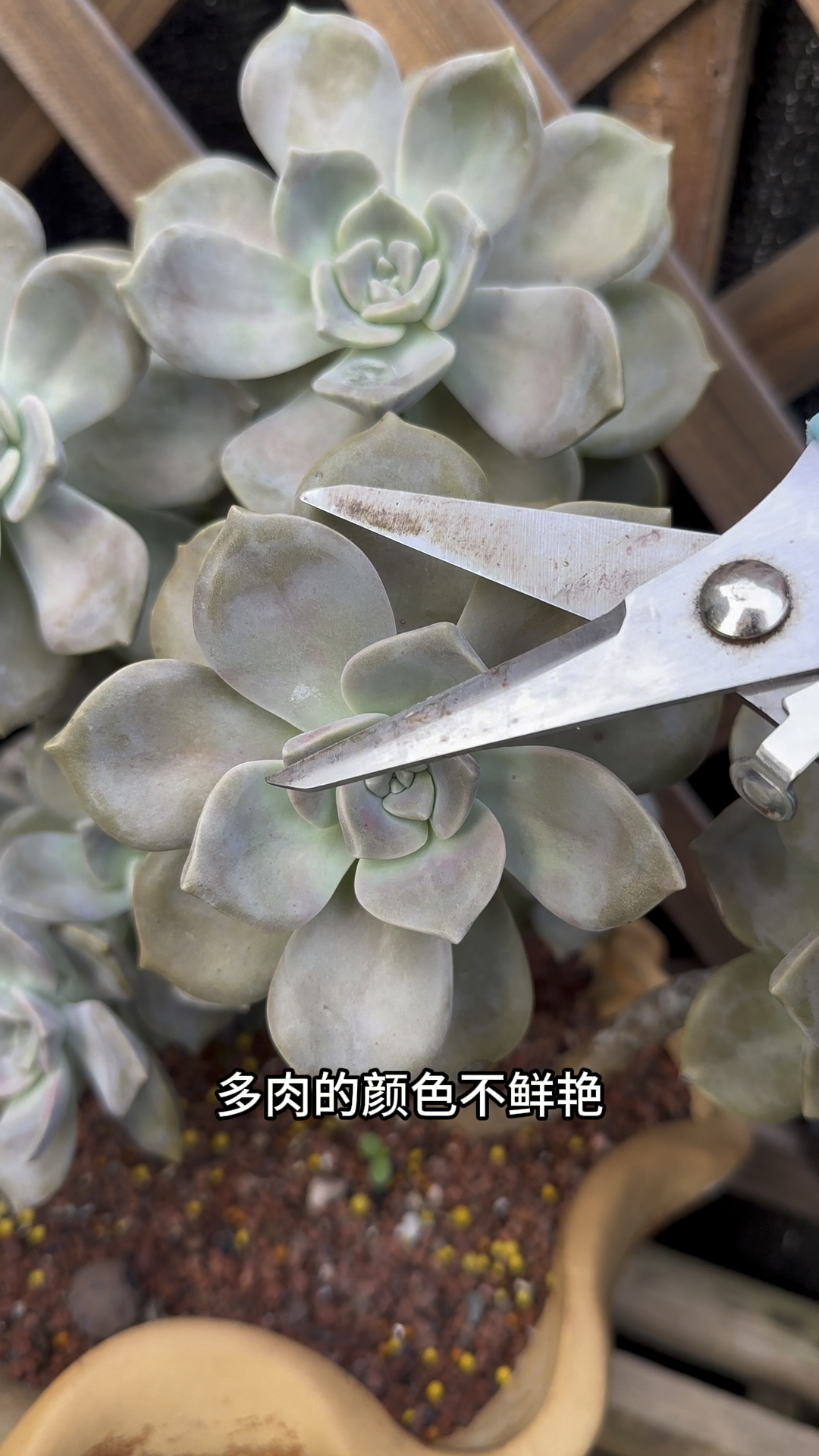 多肉植物的颜色不鲜艳怎么办?