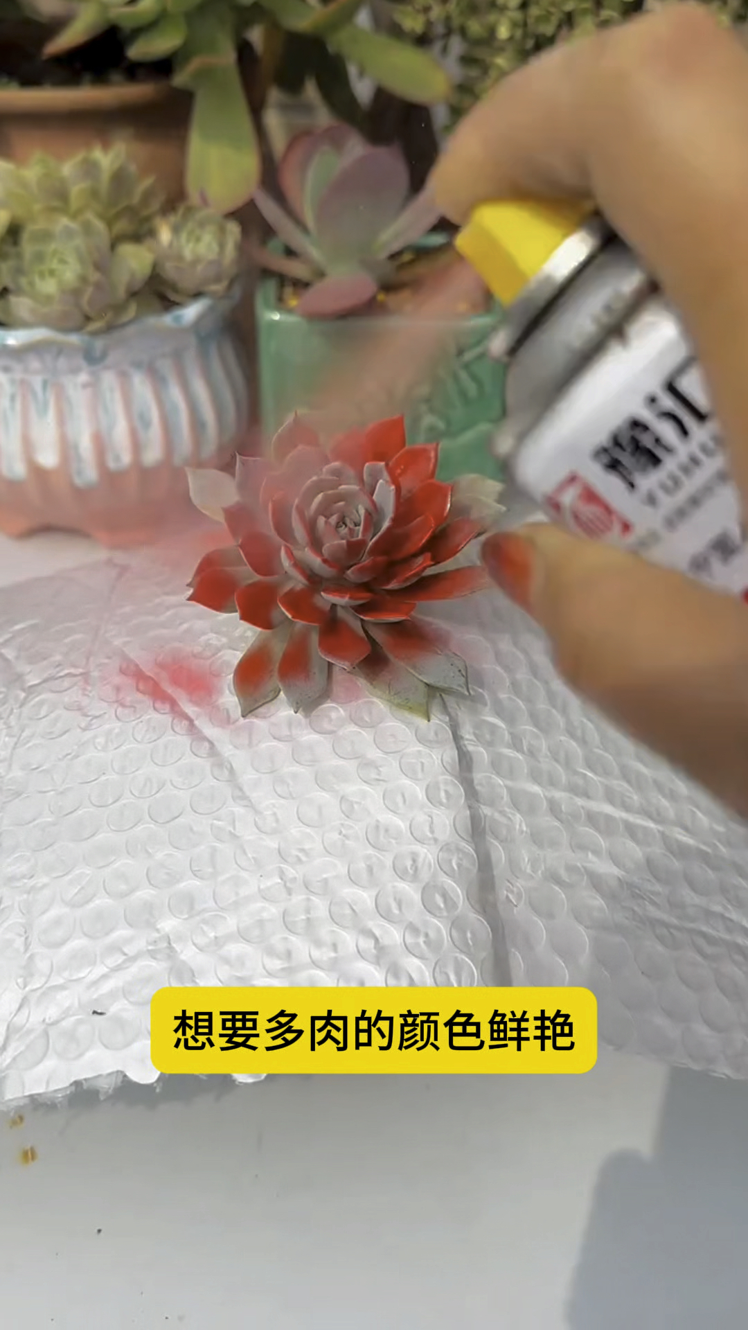 想要多肉的颜色鲜艳,先做好两点