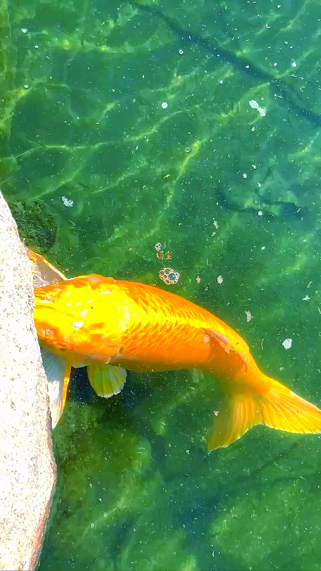 锦鲤荡漾,福星高照,吉祥富贵,一帆风顺