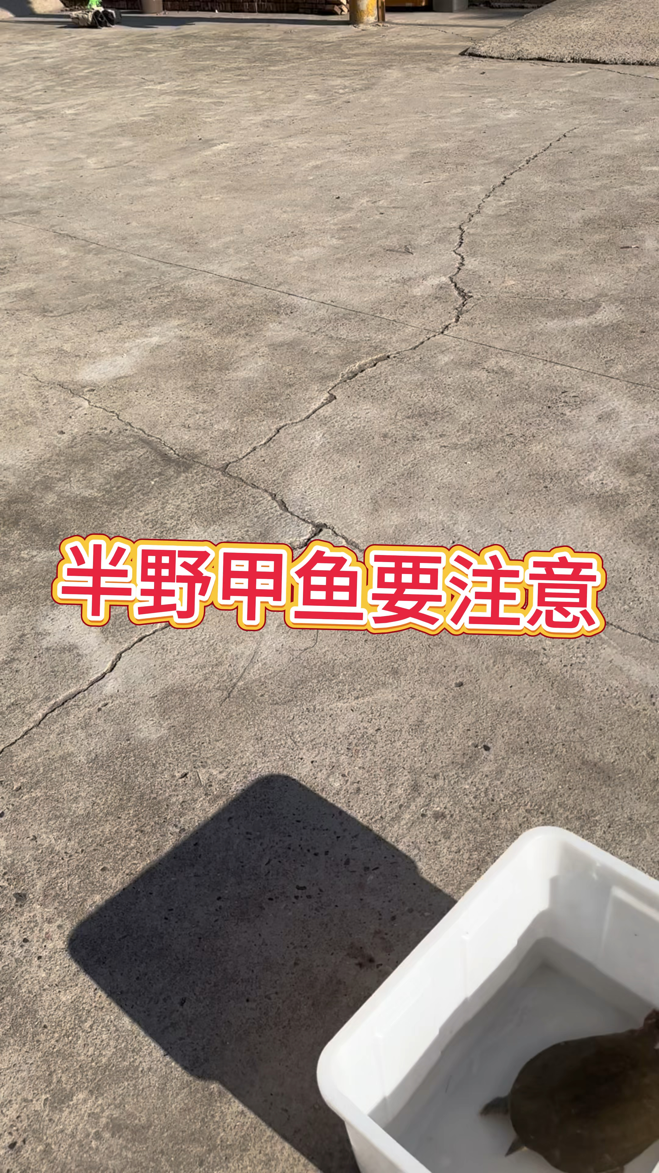 挑选野生甲鱼要注意