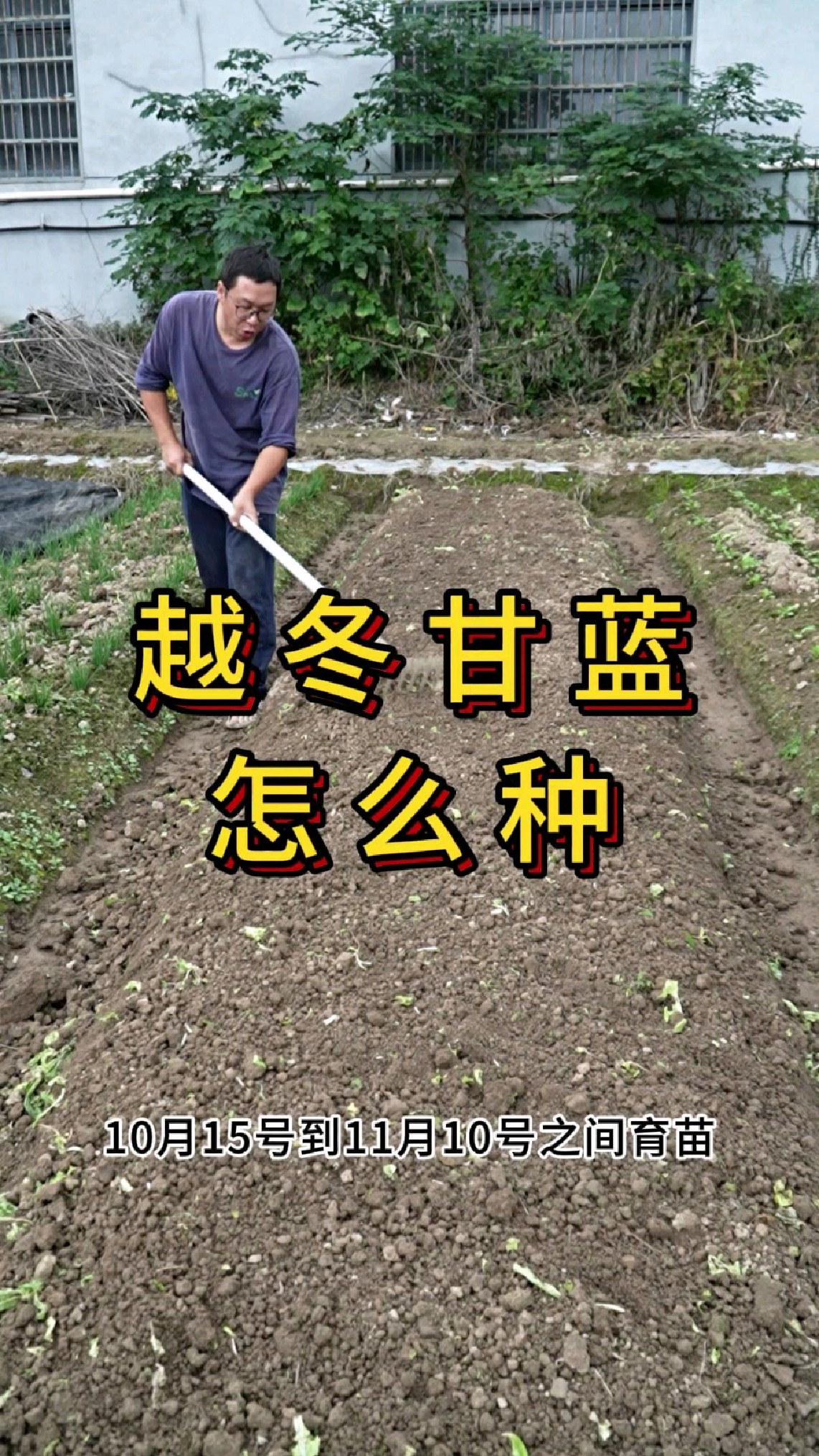 越冬甘蓝怎么种,什么时候育苗最好?