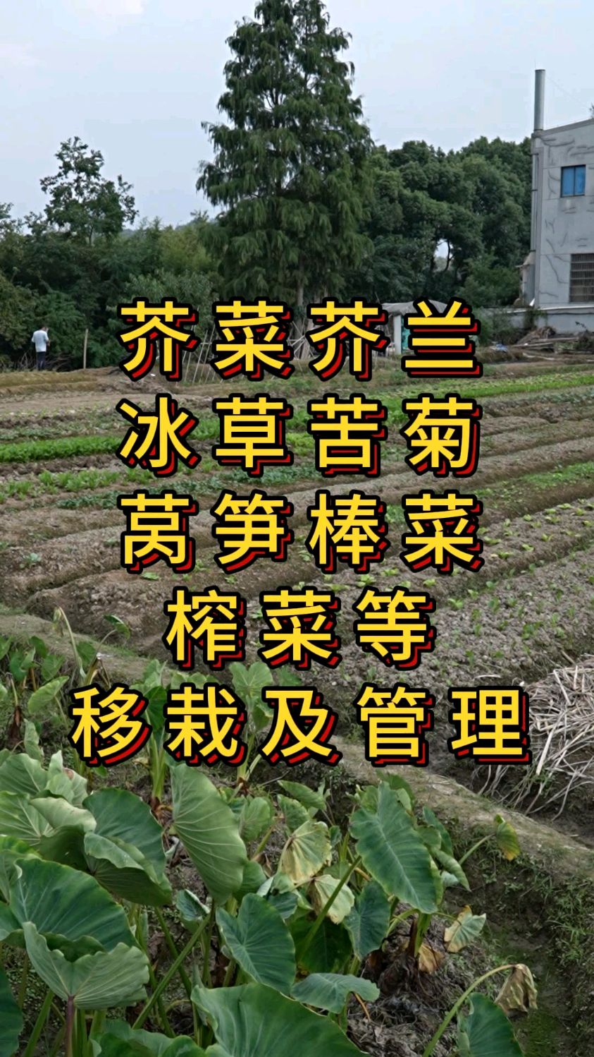芥菜冰草苦菊棒菜莴笋榨菜等移栽及管理