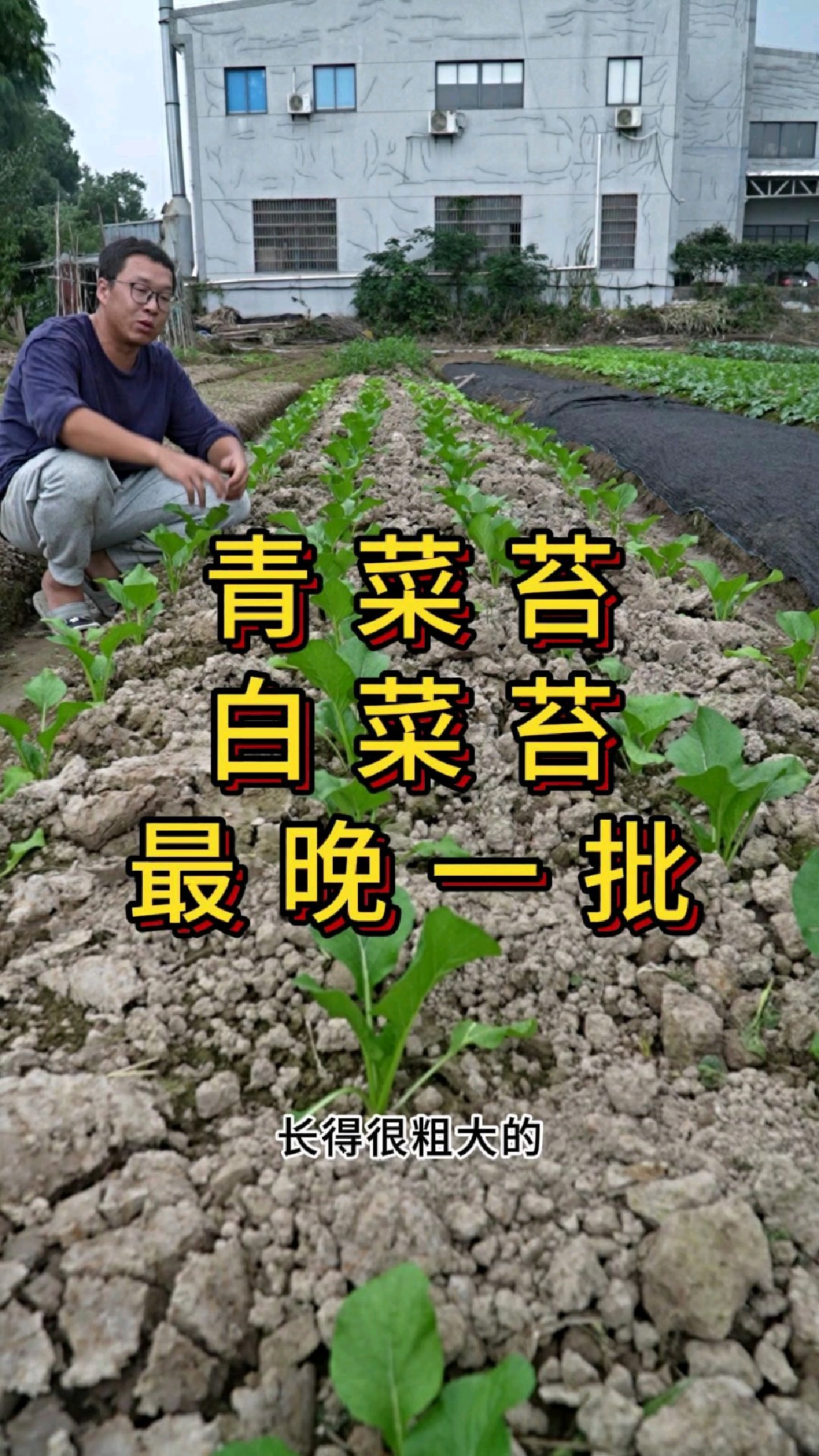 十月下旬还能种菜苔吗?