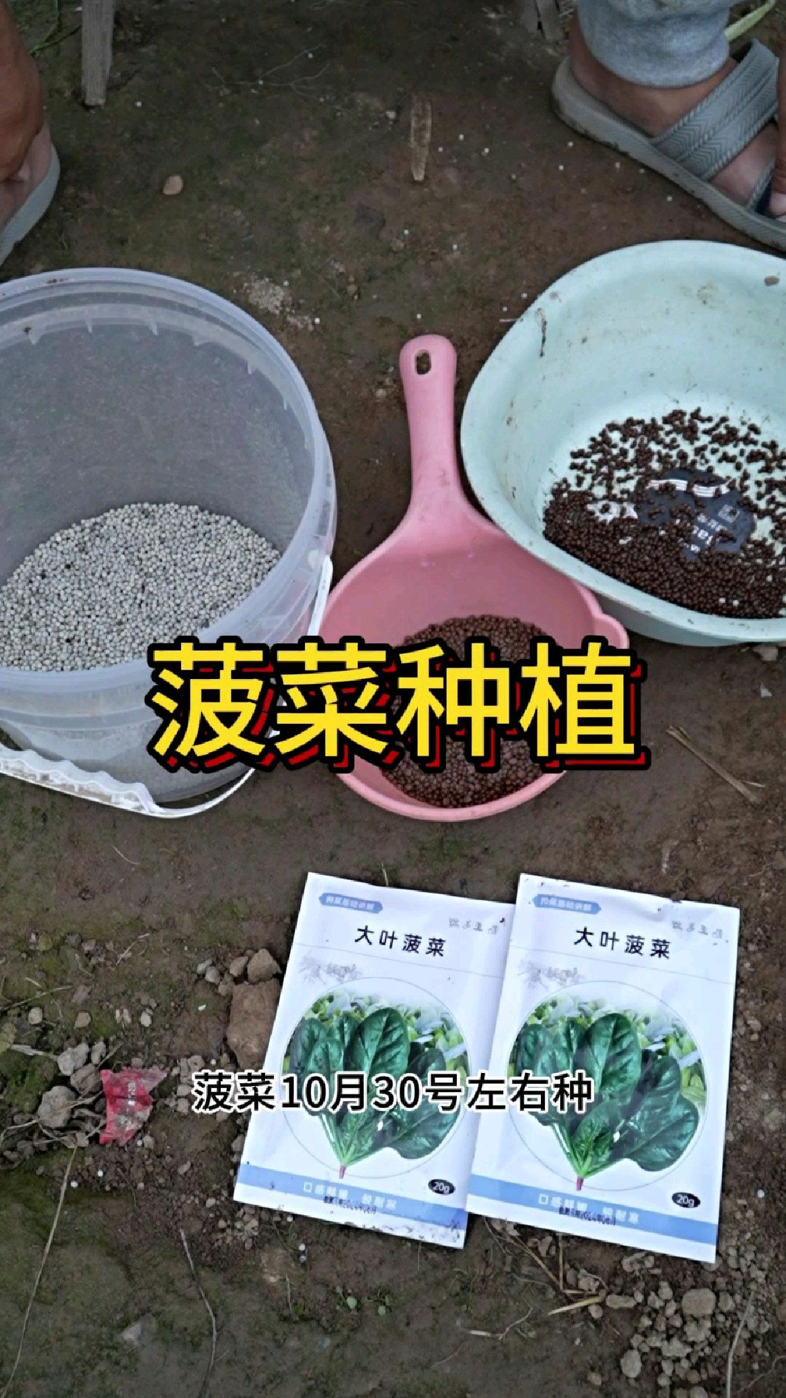 菠菜怎么种植,什么时间种最好