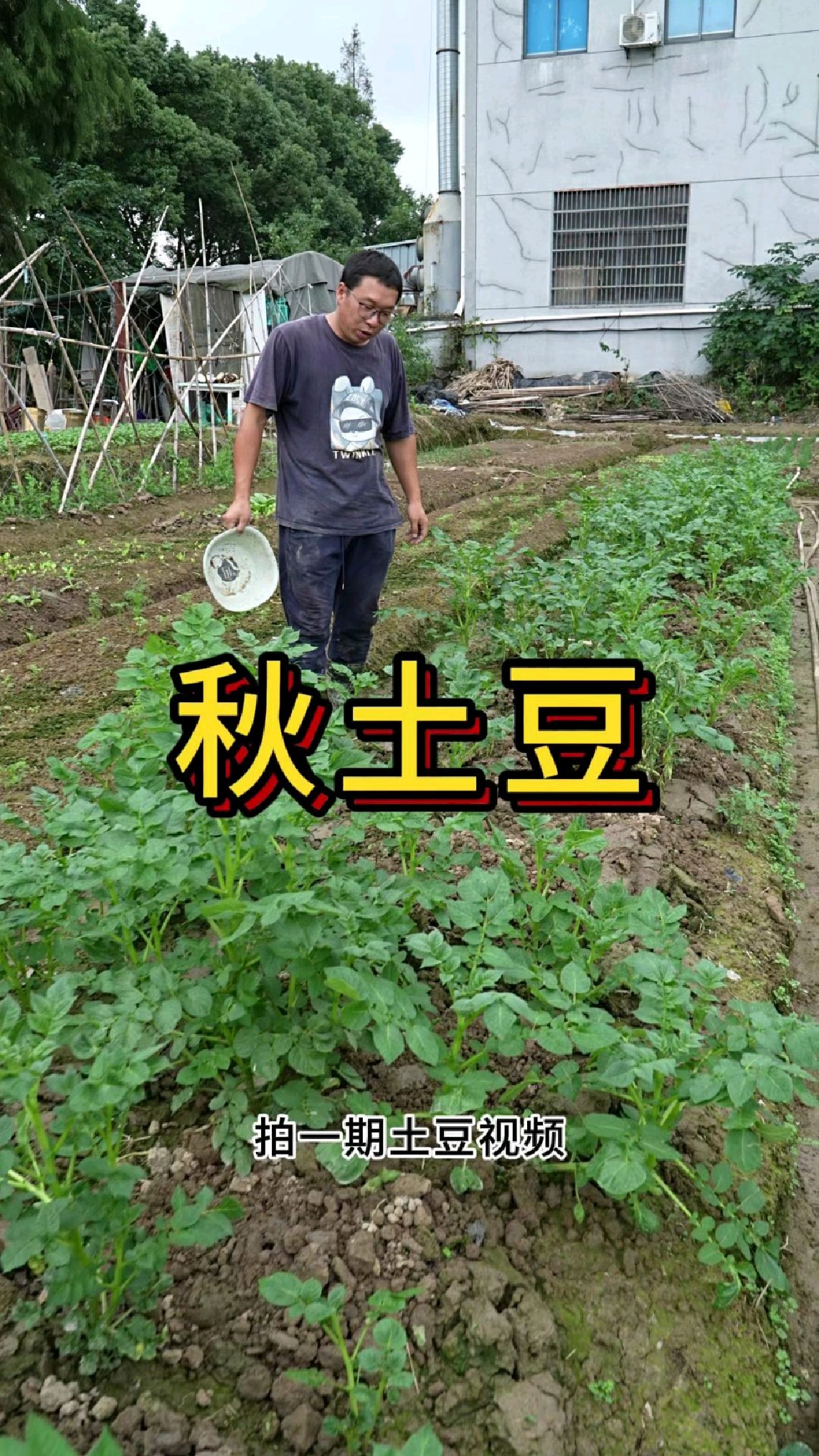 土豆种上后多久开始结小土豆