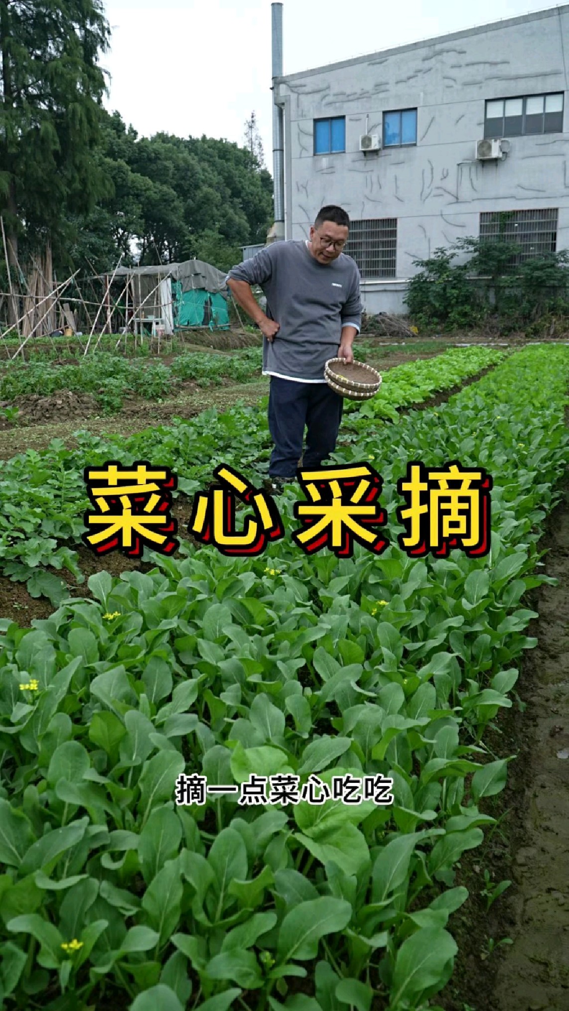 菜心多大可以采摘,采摘时候要注意什么?