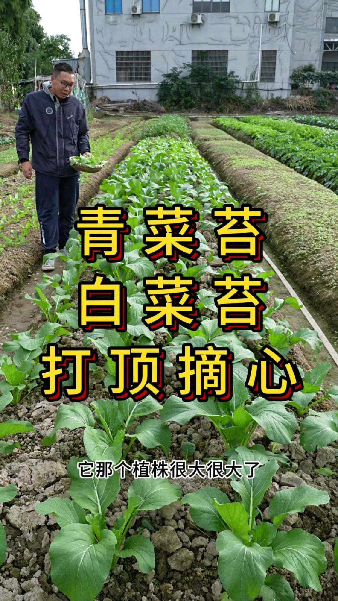 青菜苔白菜苔怎么管理,什么时候打顶摘心