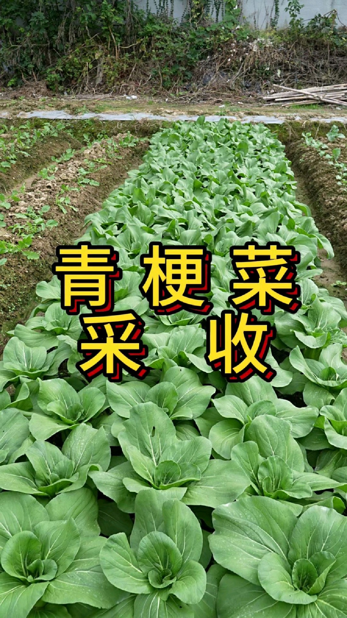青菜长到多大可以采收?杆子怎么用让它粗大