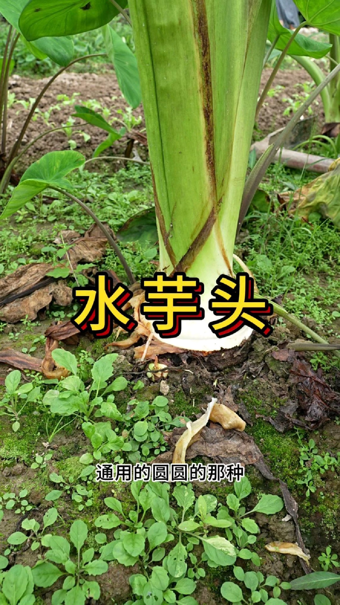 种了半年的水芋头快要成熟了,挖出来看看大不大