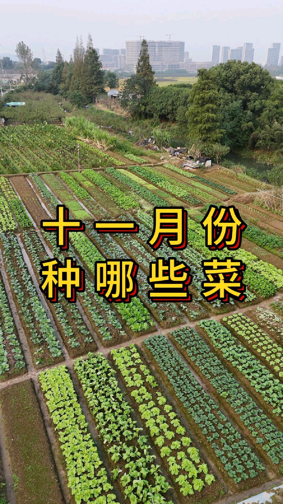 11月份种哪些蔬菜,过年的菜什么时间种?