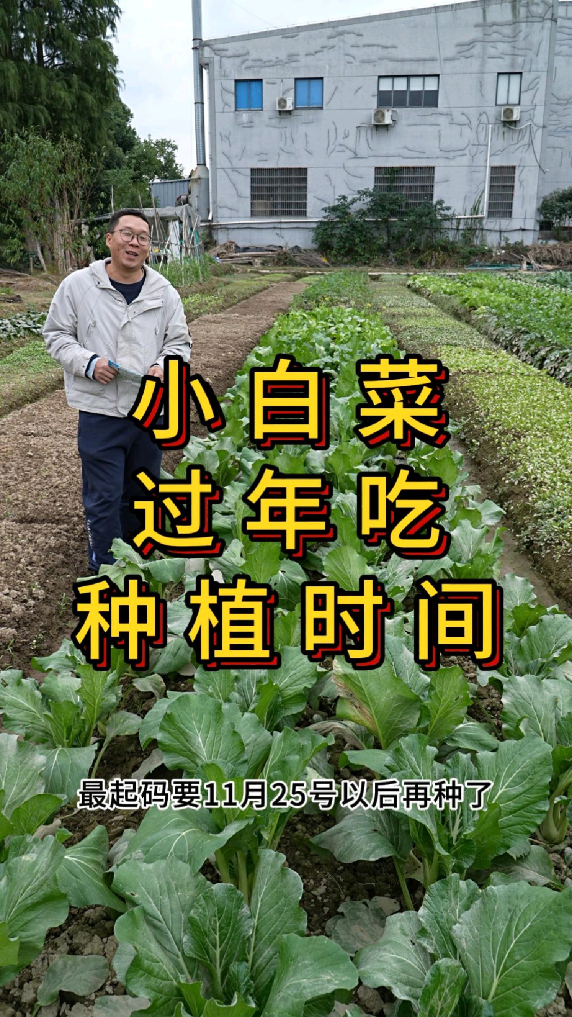 小白菜过年时候吃,什么时候种植最好